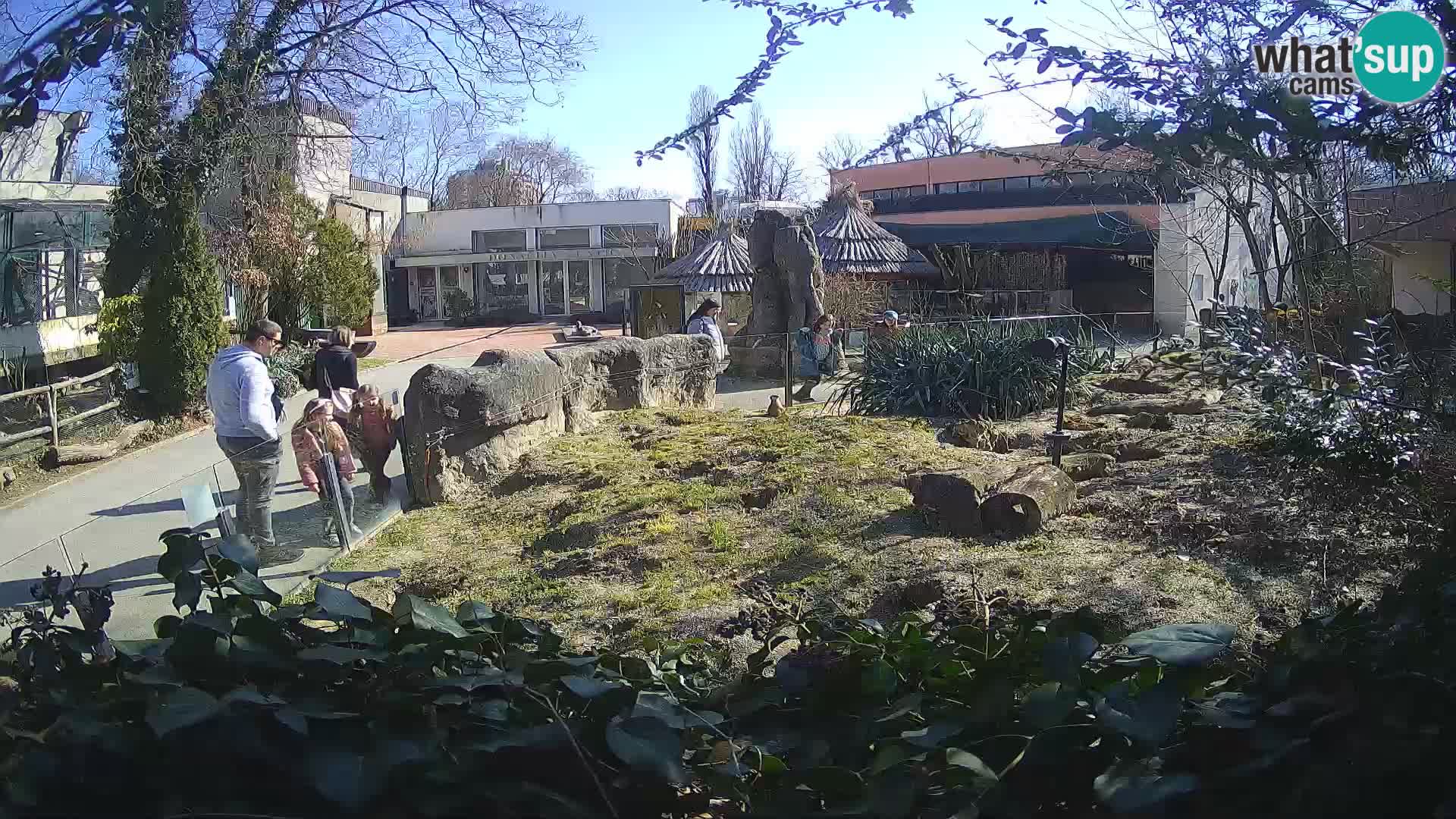 Zoo Zagreb – Meerkat (Suricate)