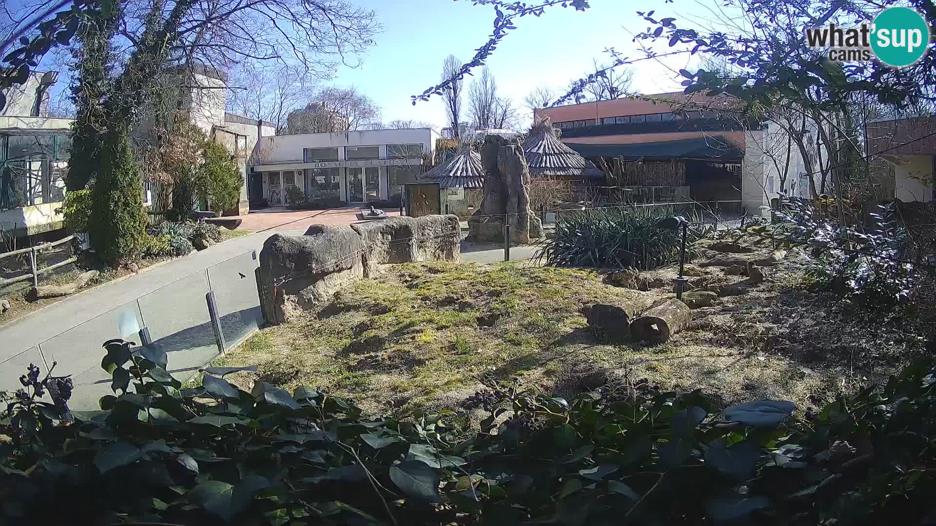 Zoo Zagreb – Suricata