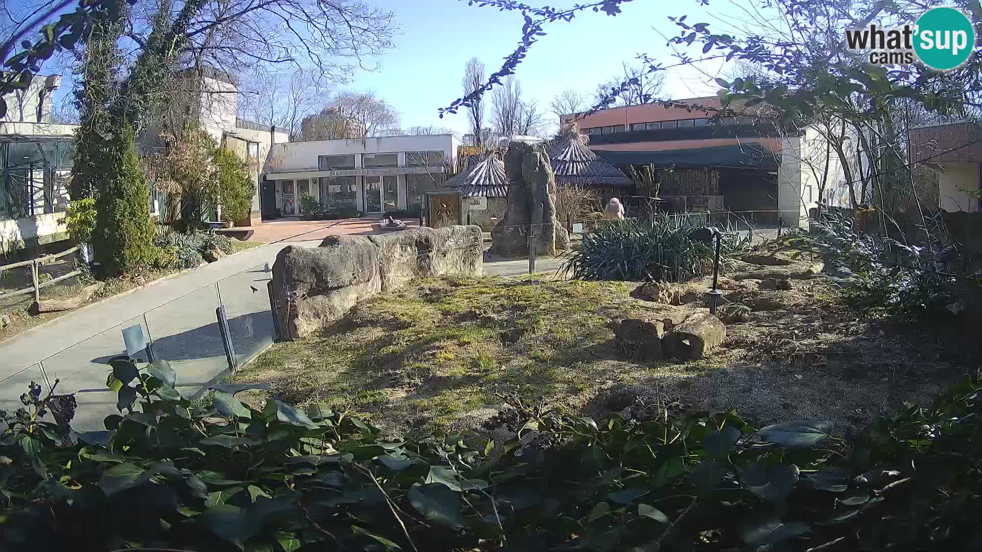 Zoo Zagreb – Meerkat (Suricate)