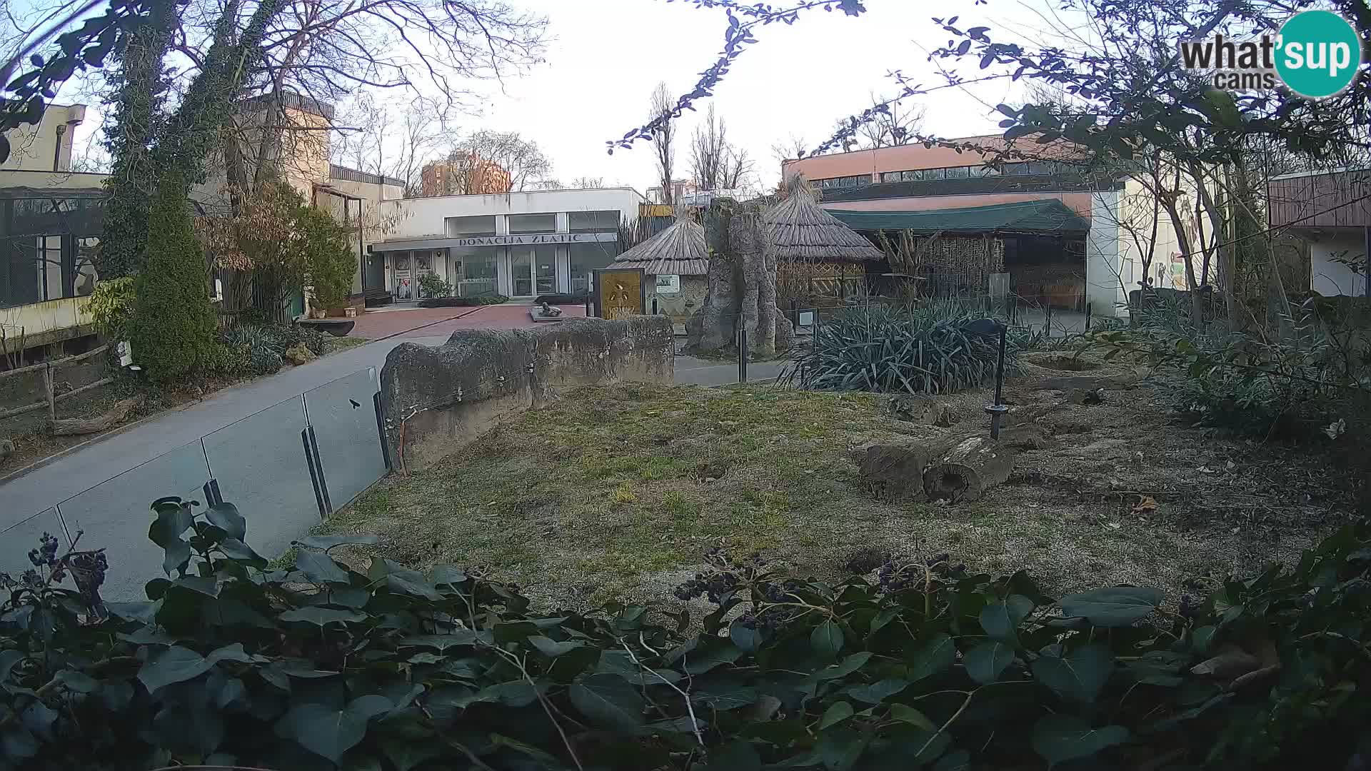 Zoo Zagreb – Suricata