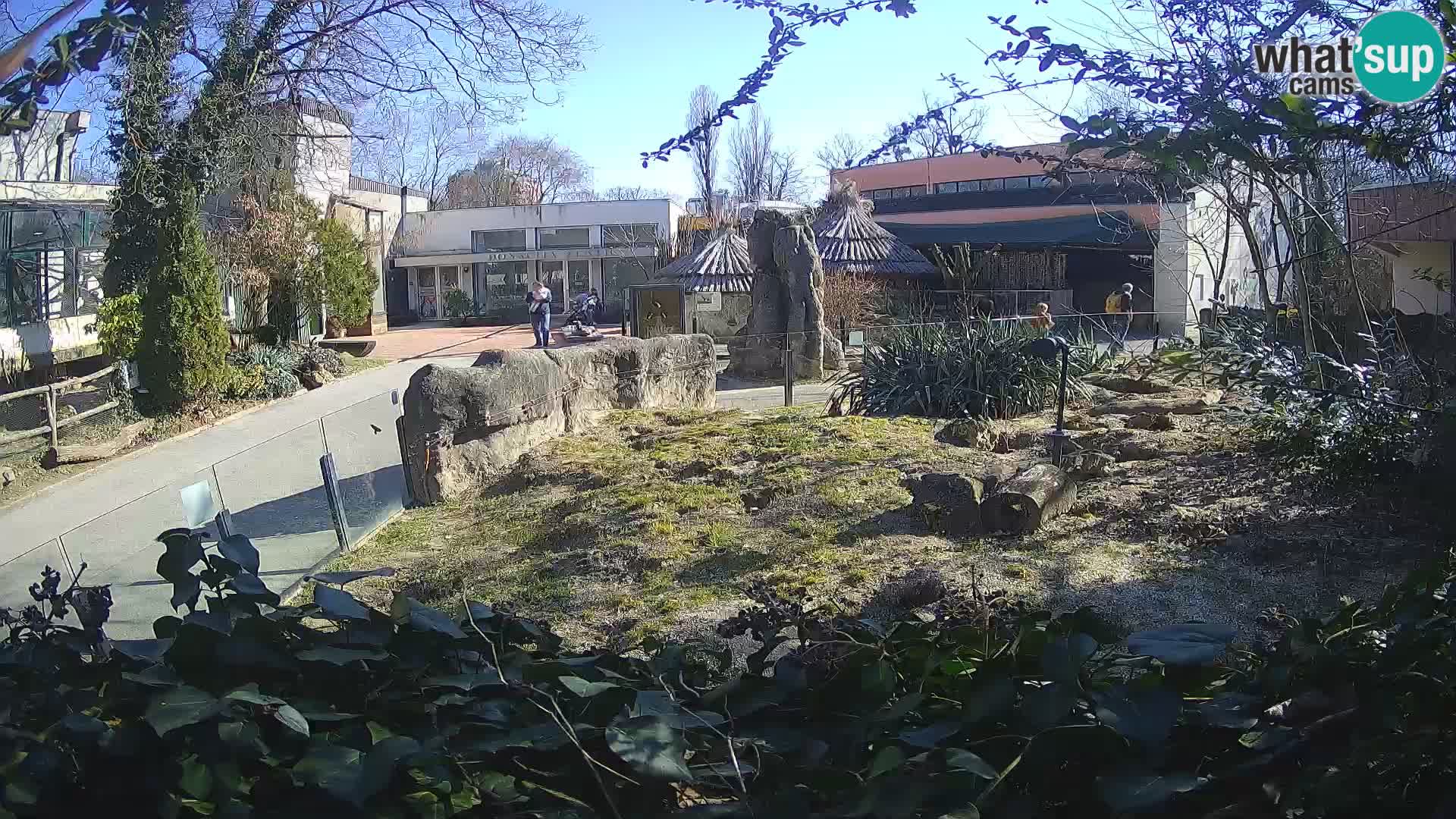 Zoo Zagreb – Suricate