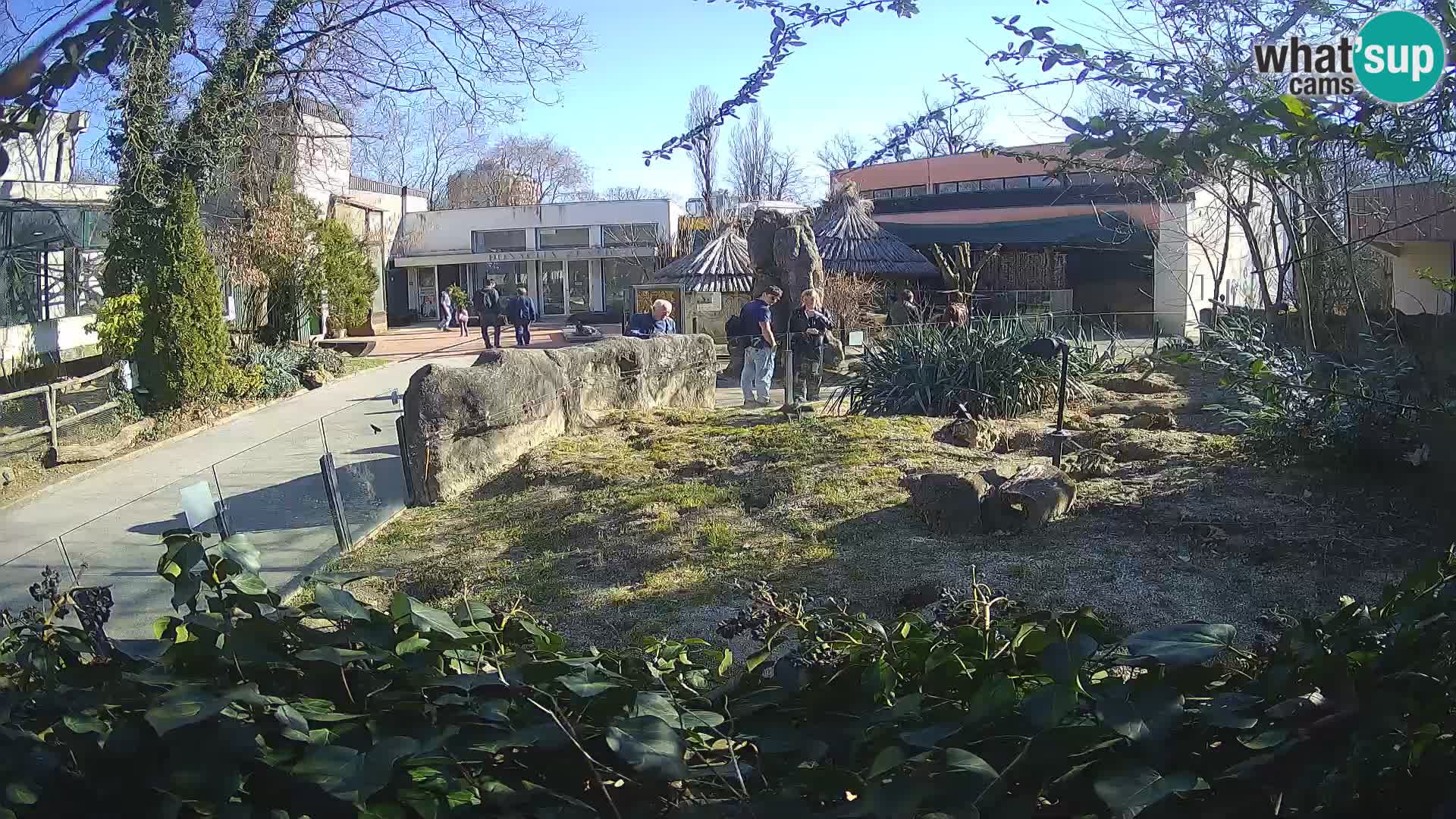 Zoo Zagreb – Meerkat (Suricate)