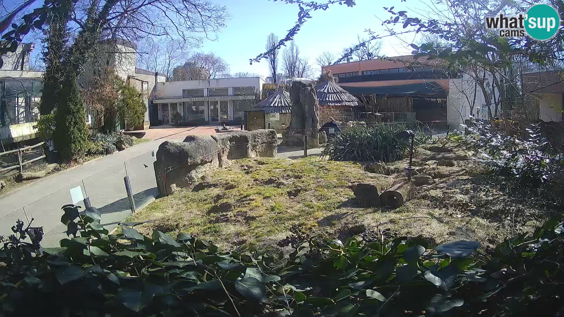 Zoo Zagreb – Surikate