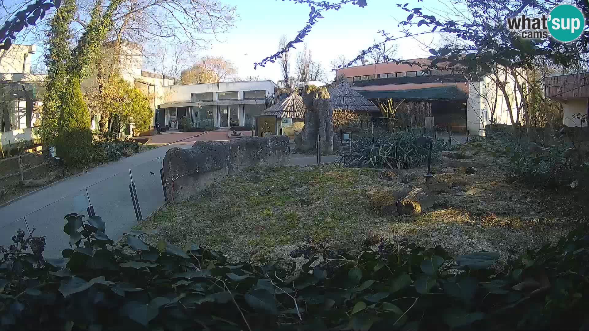 Zoo Zagreb – Merkat