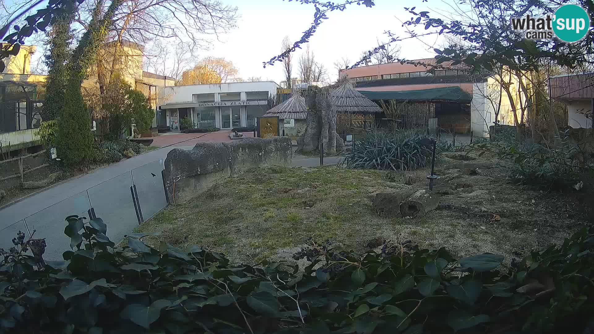 Zoo Zagreb – Meerkat (Suricate)