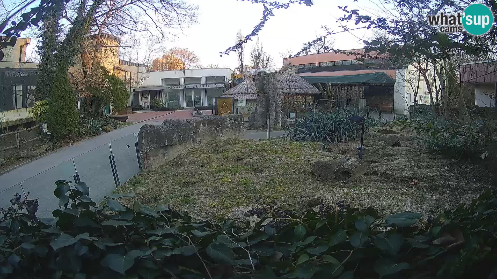 Zoo Zagreb – Suricate