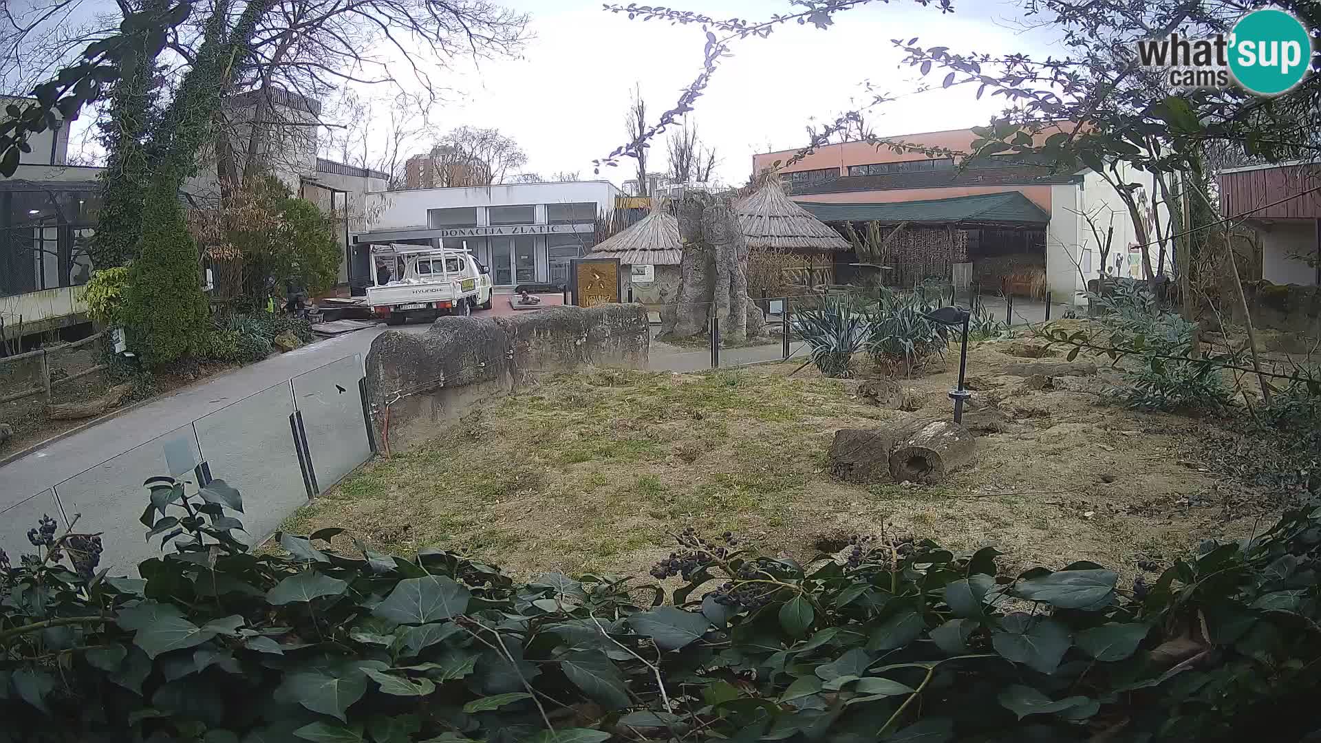 Zoo Zagreb – Suricata