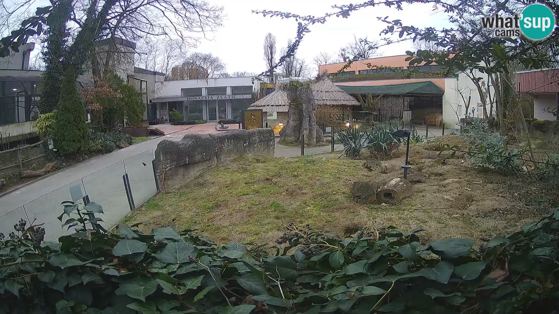 Zoo Zagreb – Suricata