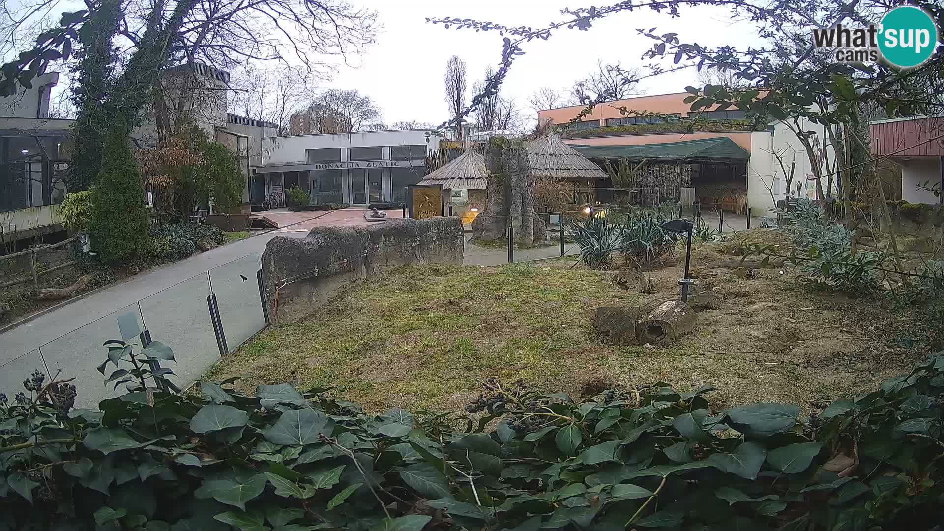 Zoo Zagreb – Meerkat (Suricate)