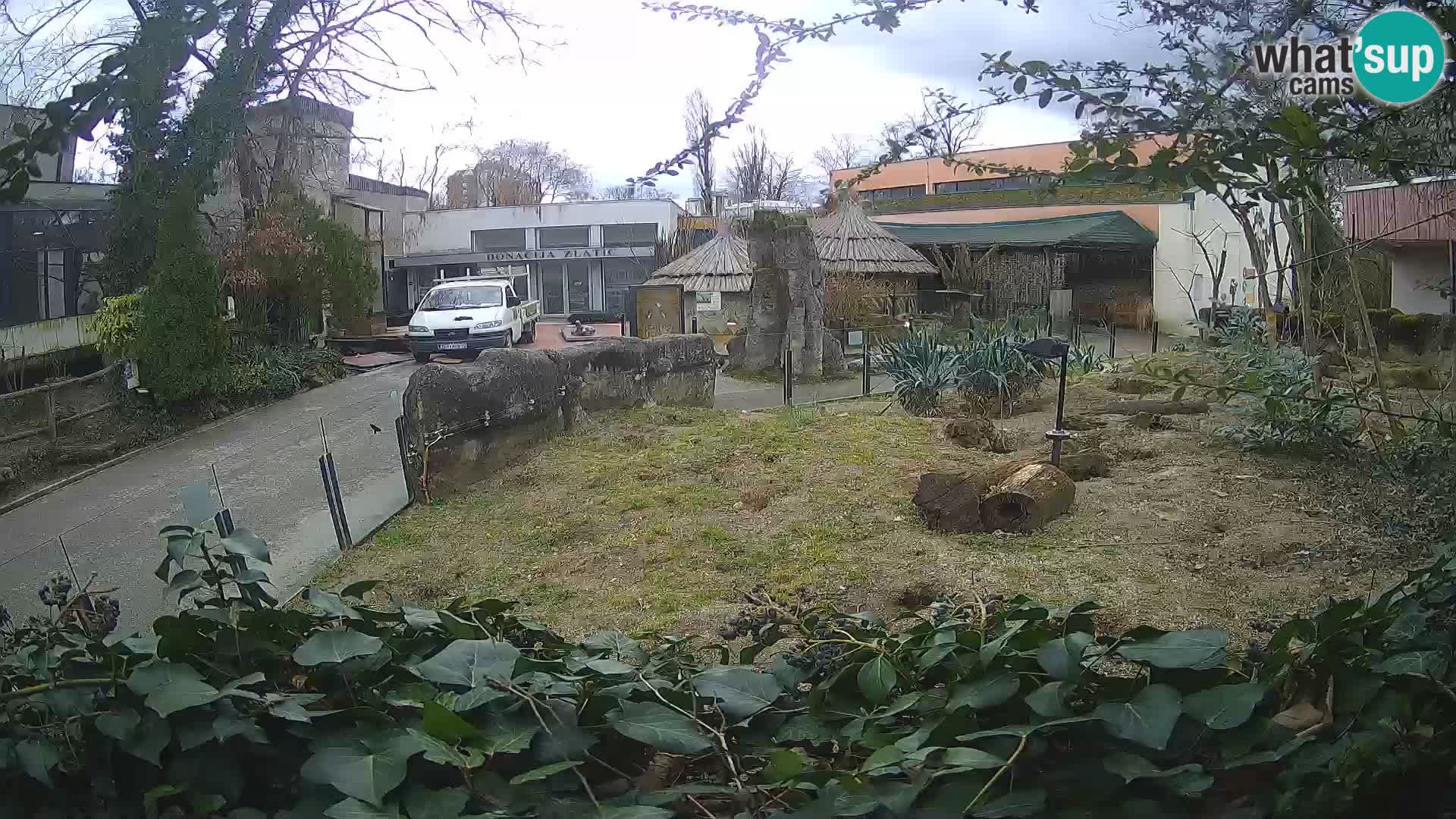 Zoo Zagreb – Meerkat (Suricate)