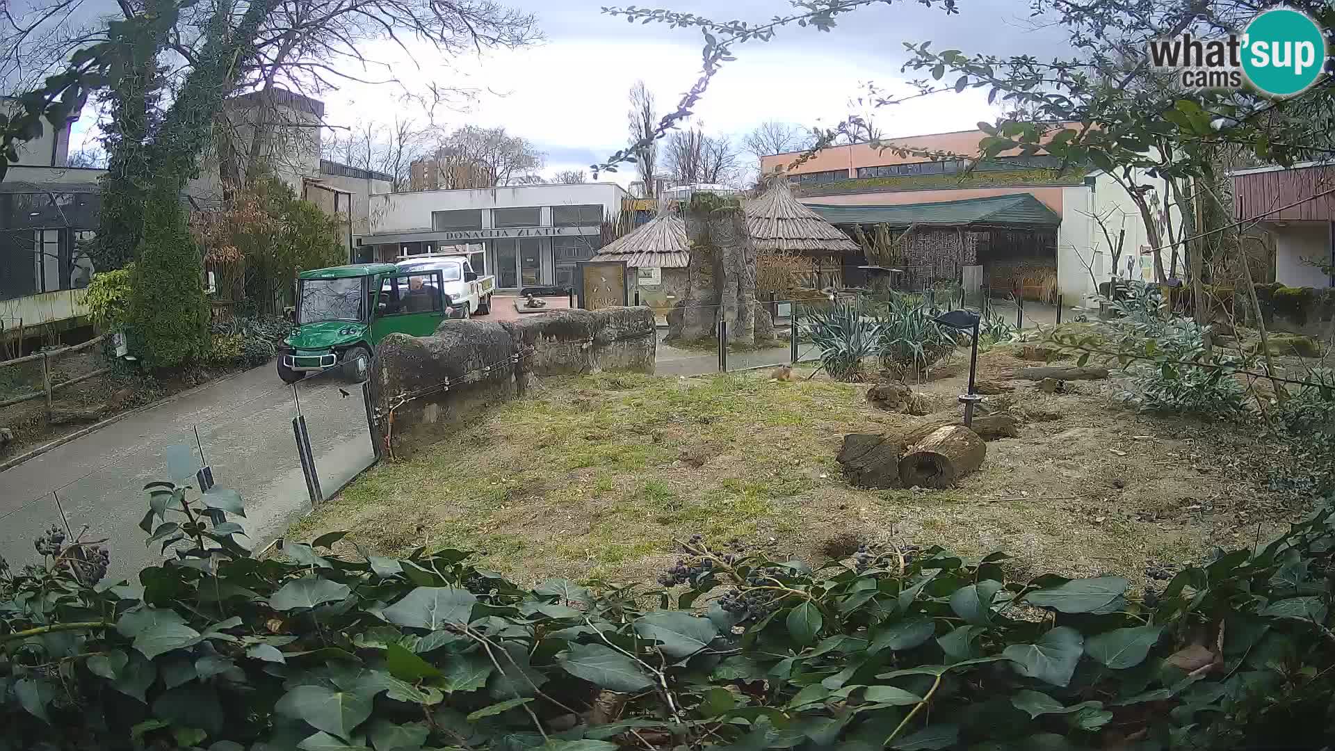 Zoo Zagreb – Erdmännchen