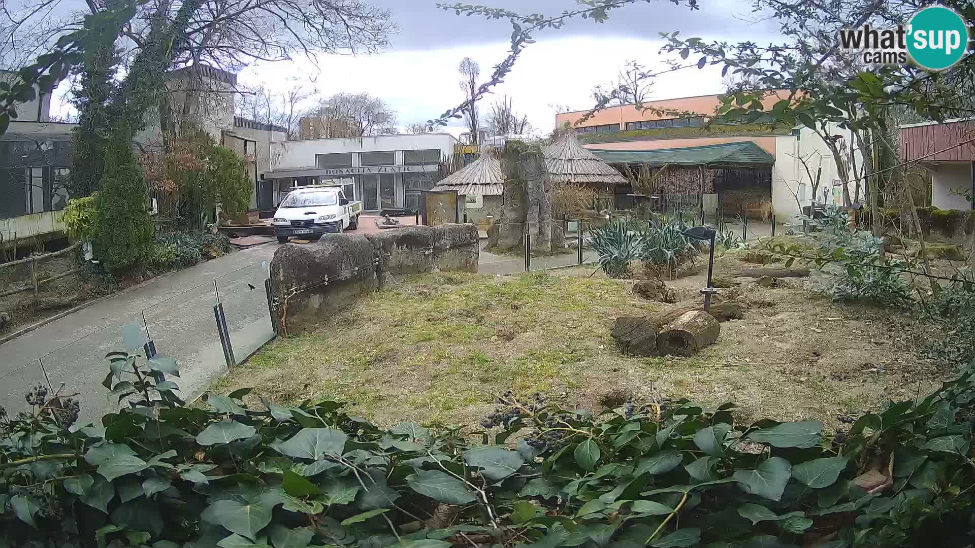 Zoo Zagreb – Surikate