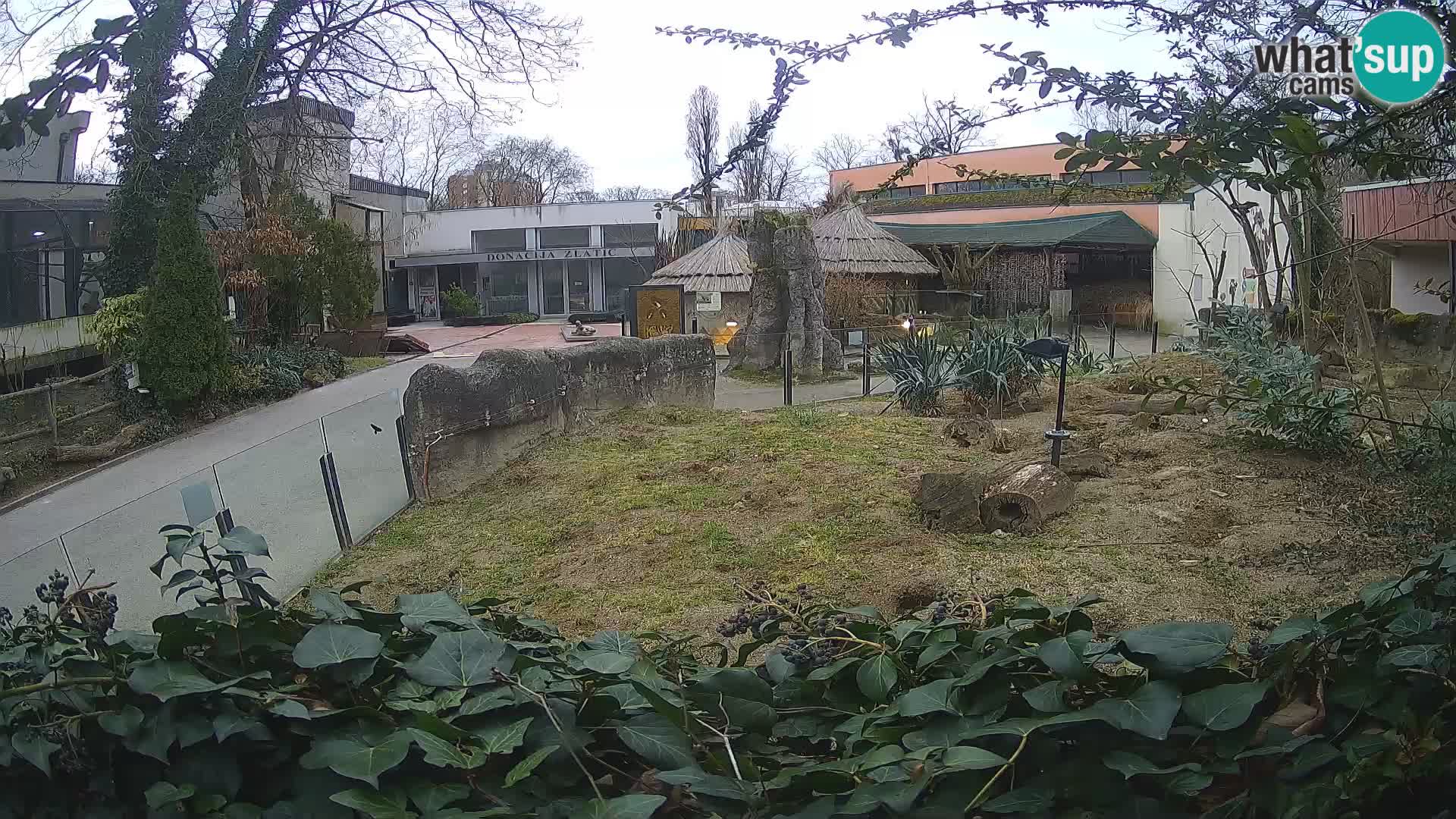 Zoo Zagreb – Suricata