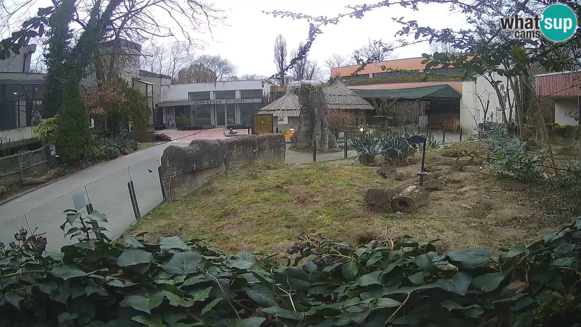 Zoo Zagreb – Suricata