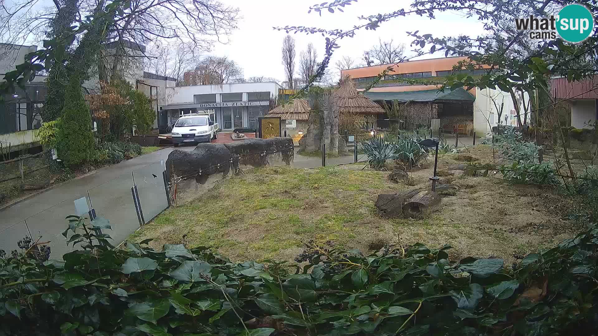 Zoo Zagreb – Merkat