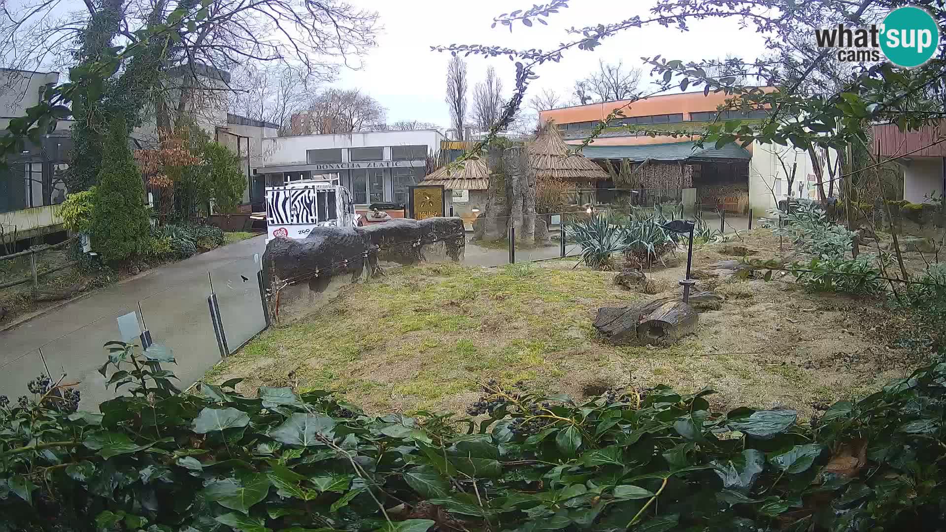 Zoo Zagreb – Erdmännchen