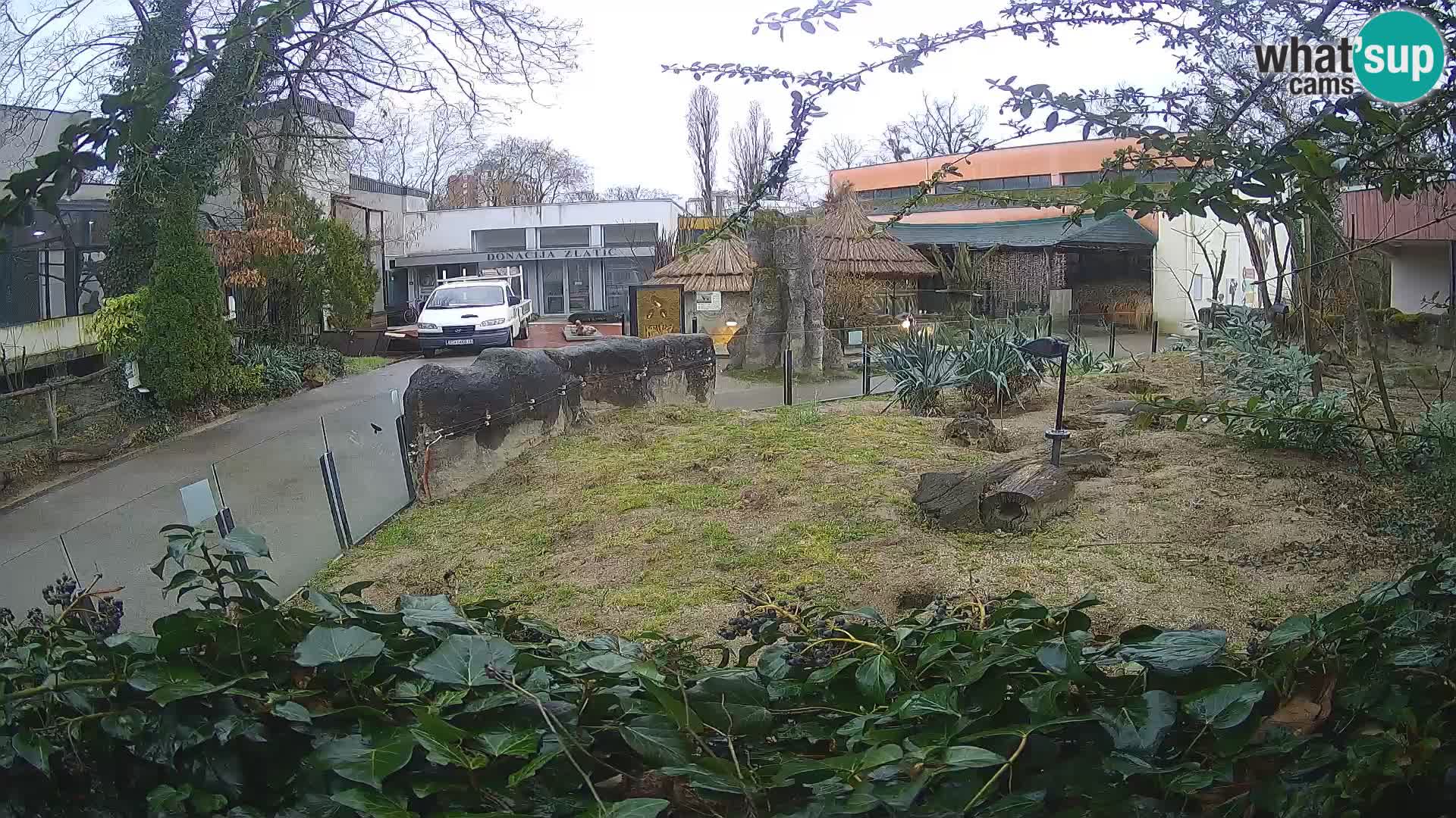 Zoo Zagreb – Erdmännchen