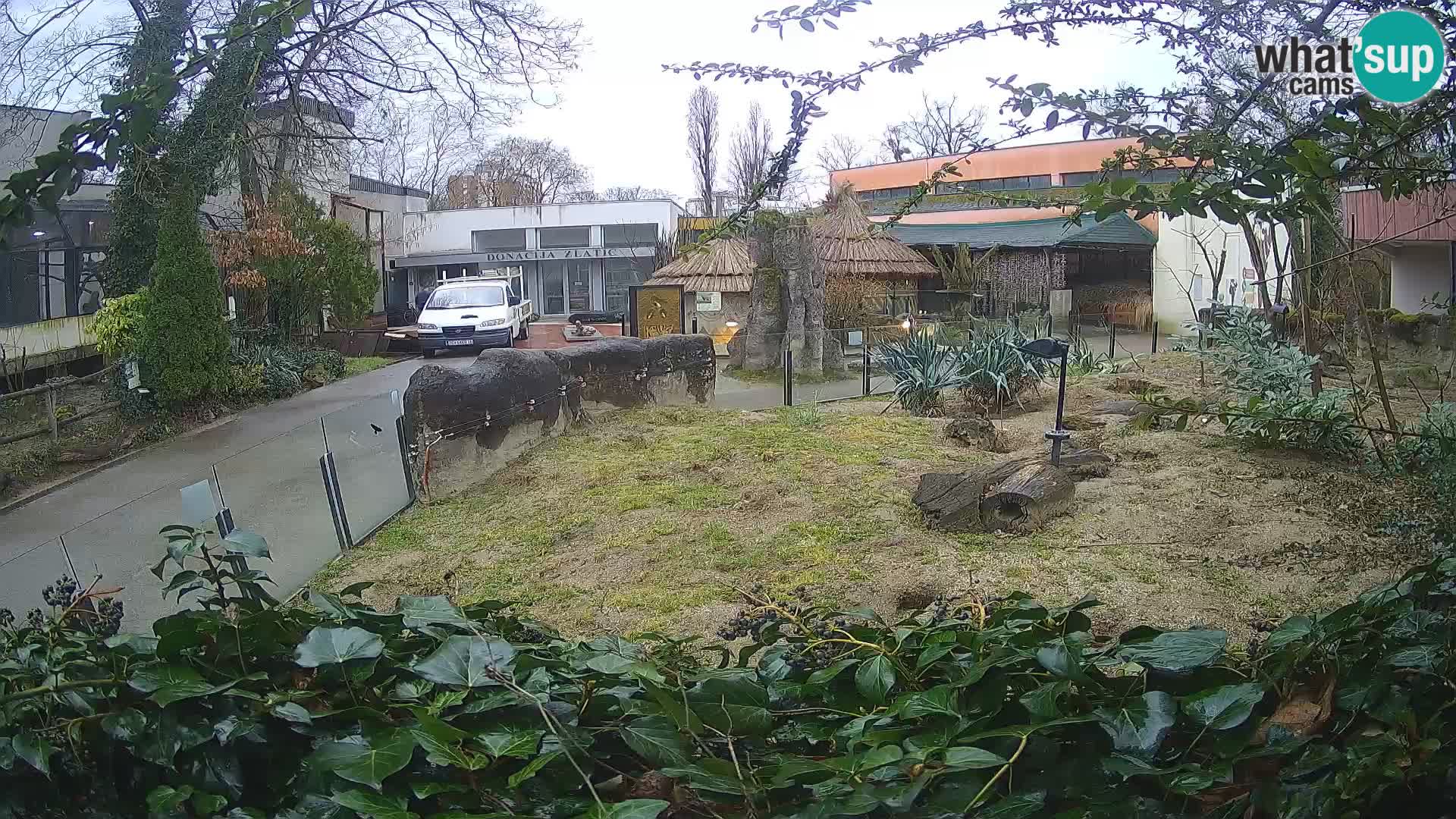 Zoo Zagreb – Erdmännchen