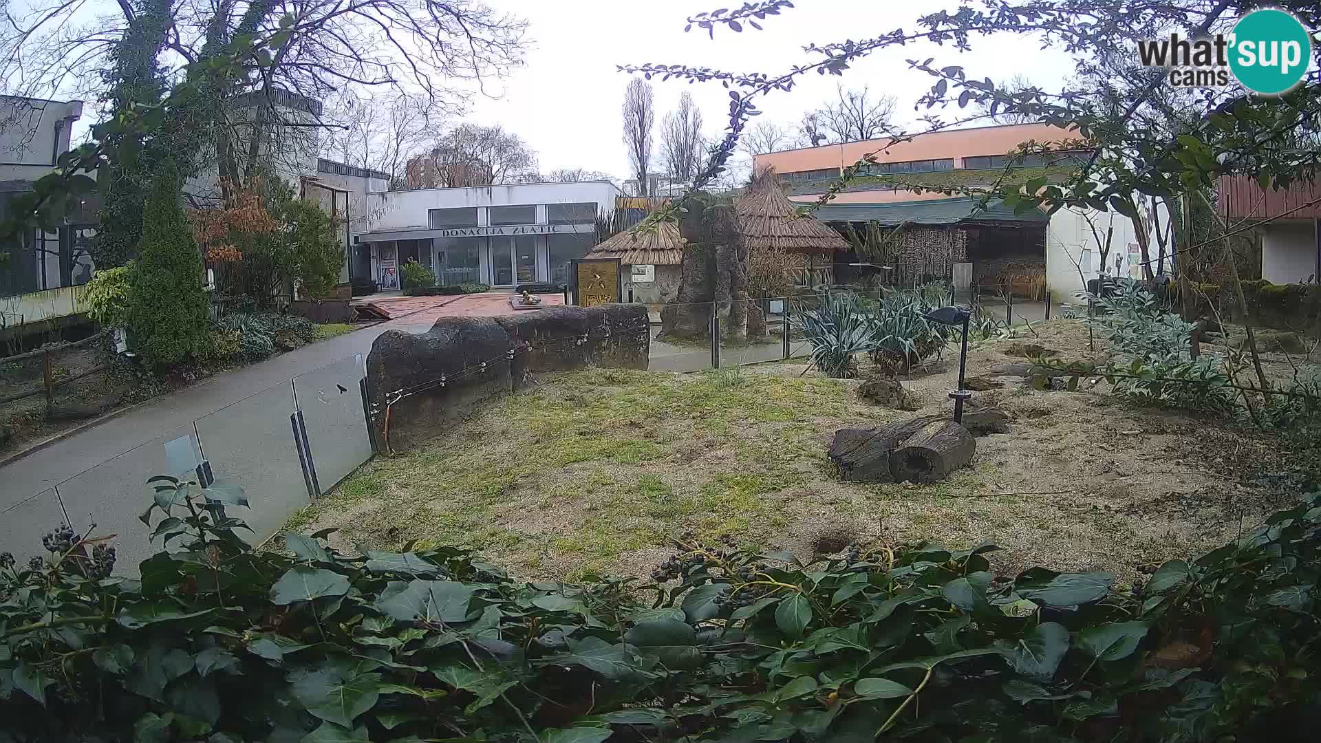 Zoo Zagreb – Surikate