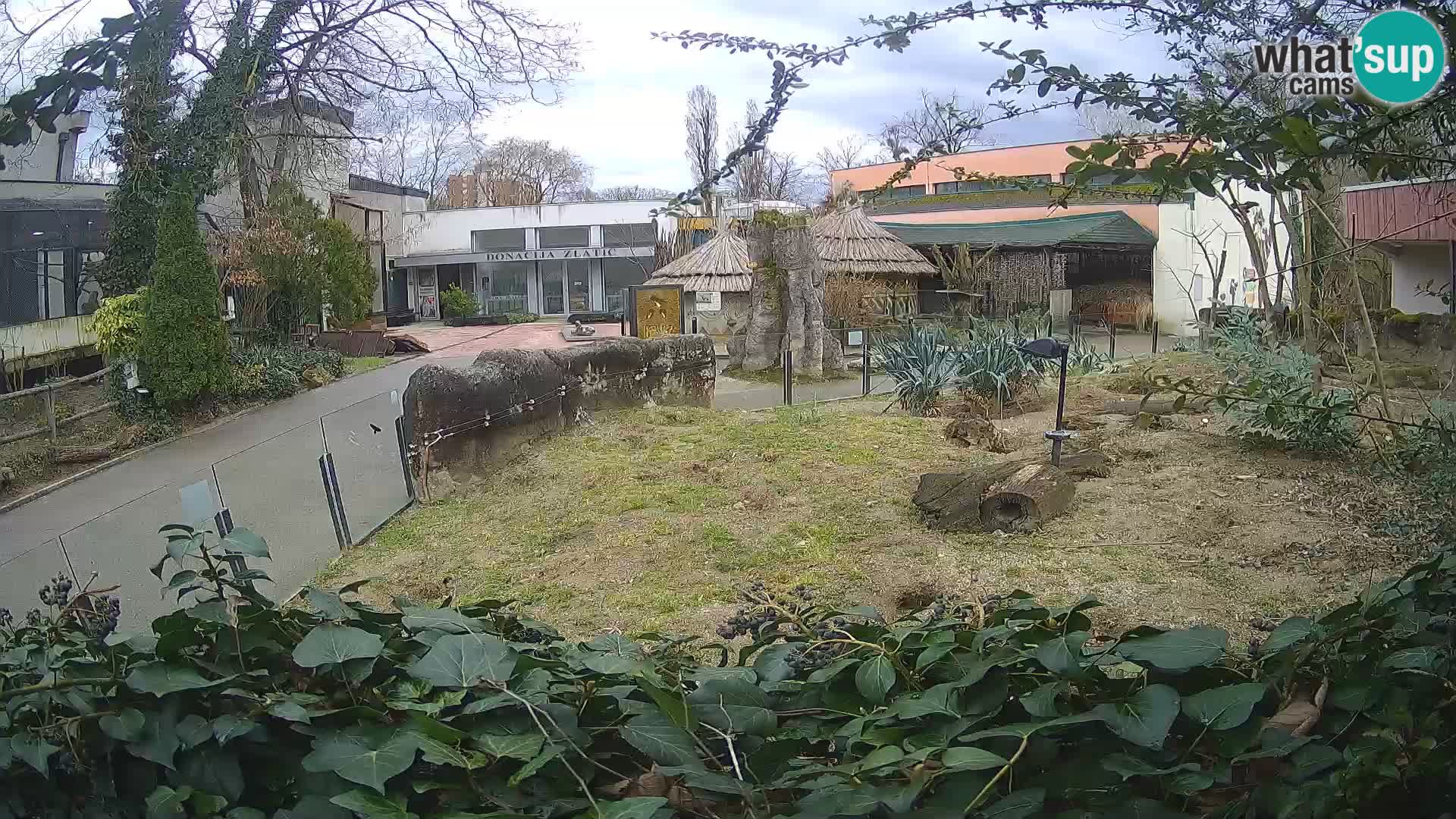 Zoo Zagreb – Merkat