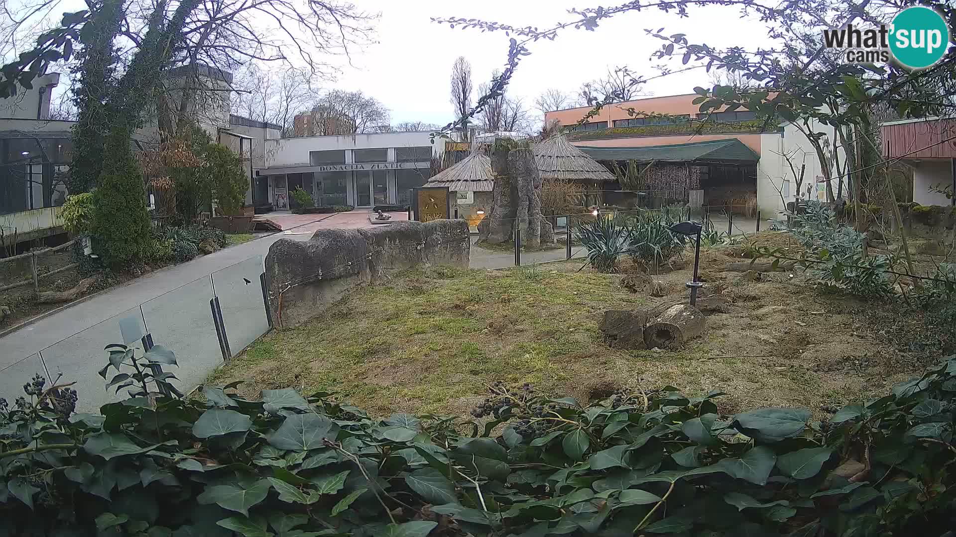 Zoo Zagreb – Meerkat (Suricate)