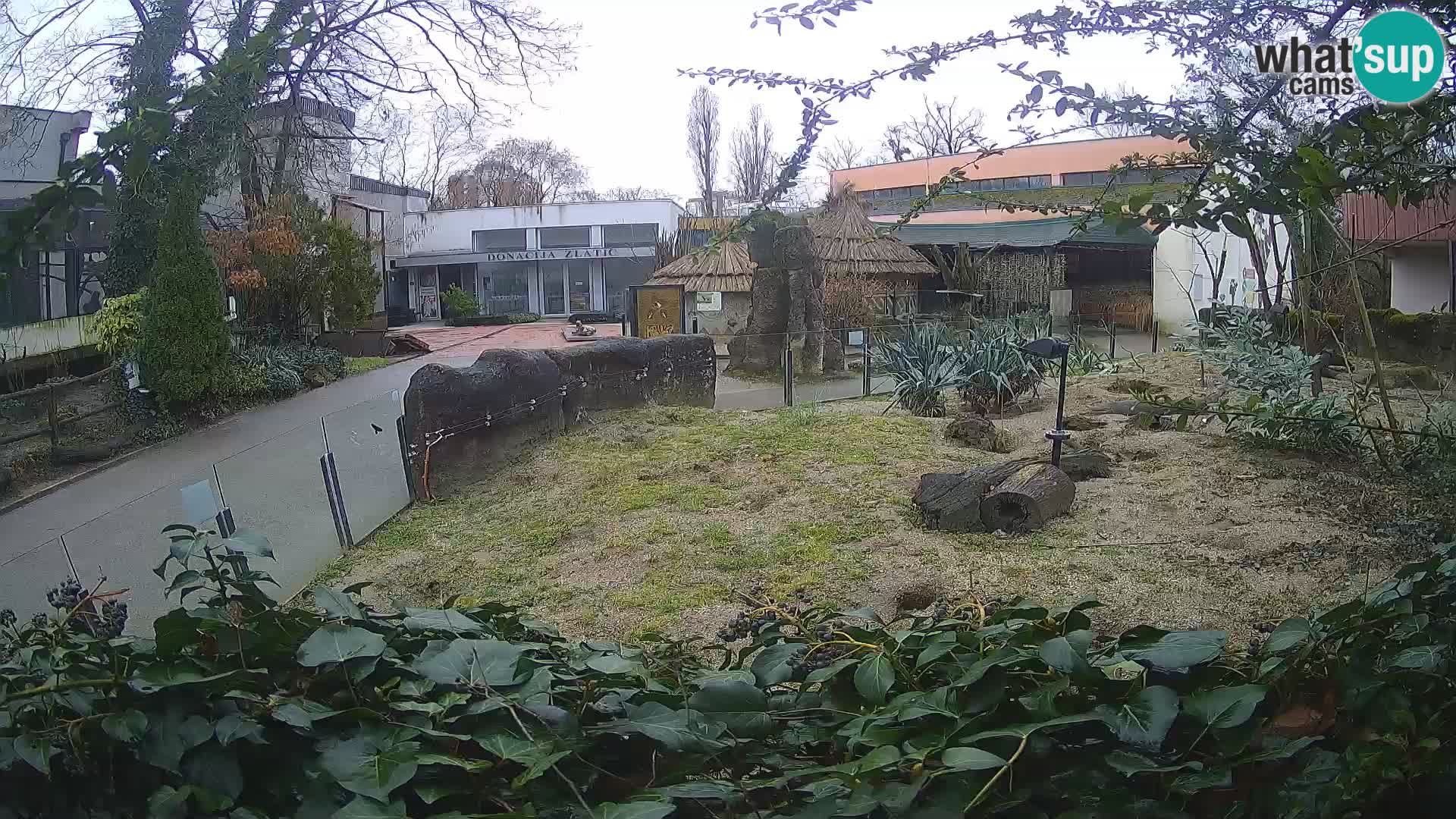 Zoo Zagreb – Meerkat (Suricate)