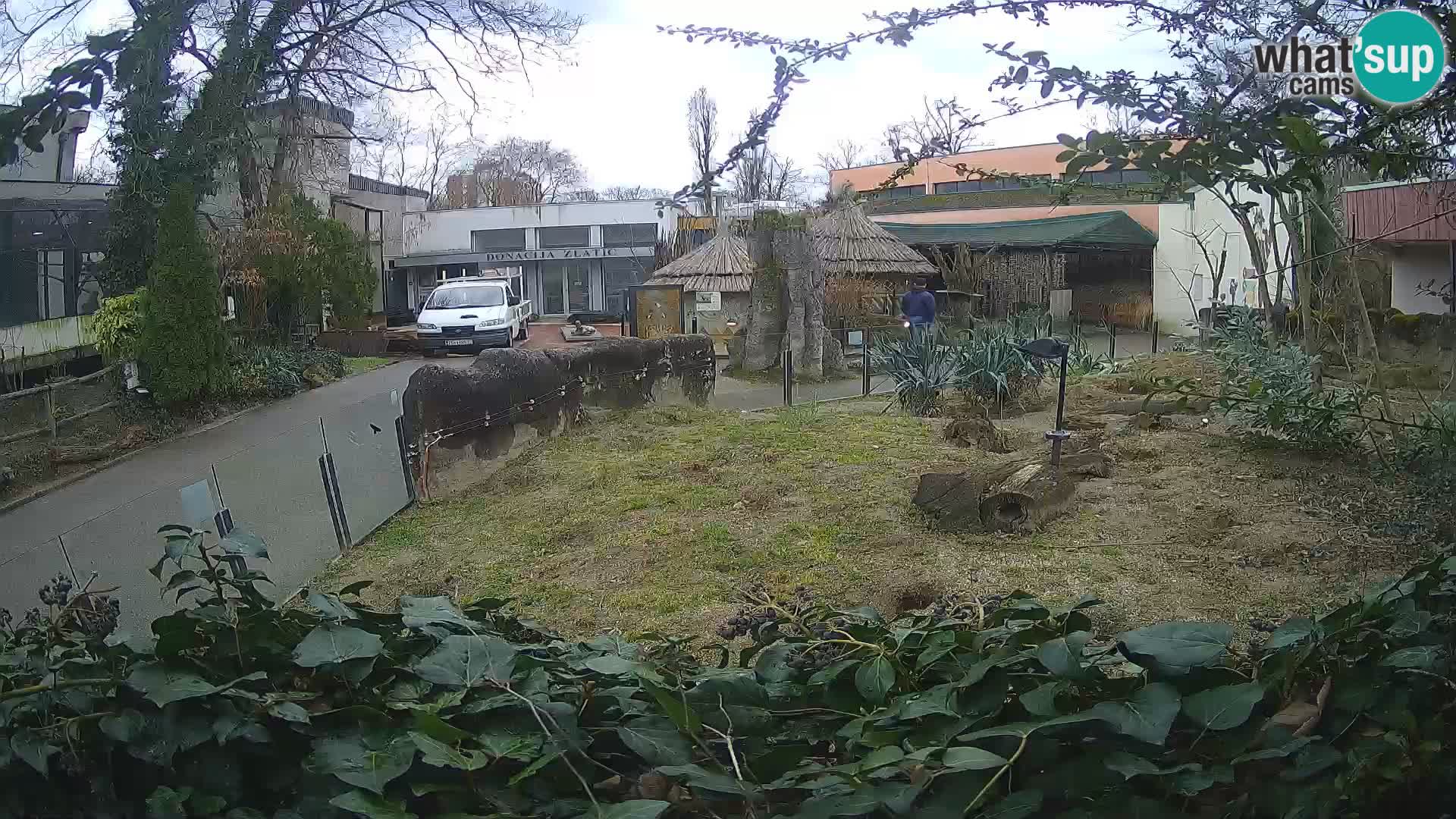 Zoo Zagreb – Suricata