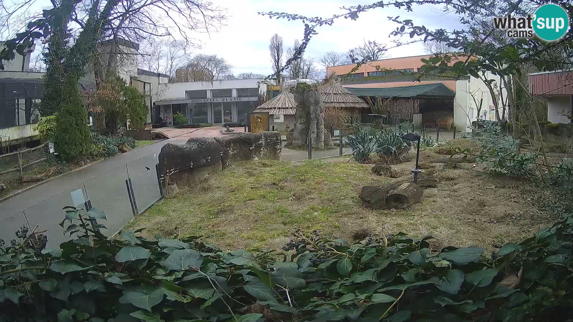 Zoo Zagreb – Meerkat (Suricate)