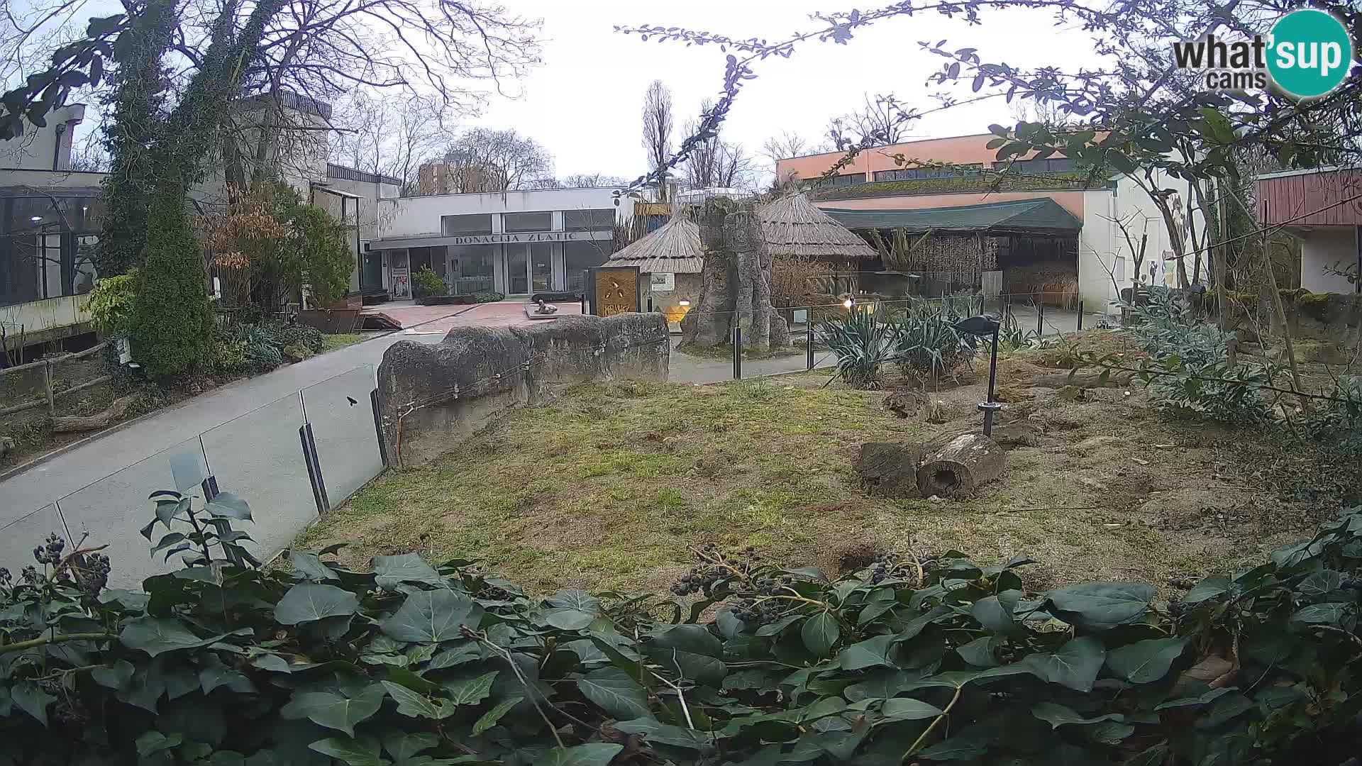 Zoo Zagreb – Meerkat (Suricate)