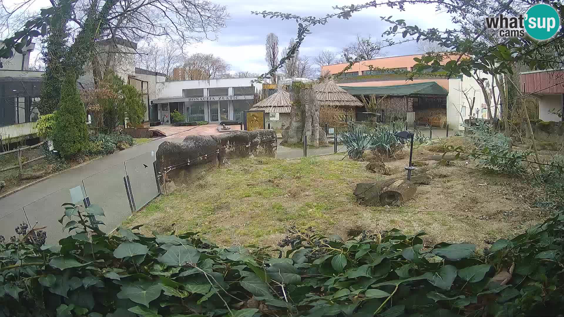 Zoo Zagreb – Meerkat (Suricate)