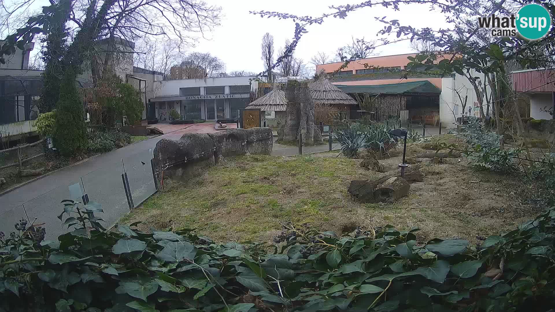 Zoo Zagreb – Meerkat (Suricate)