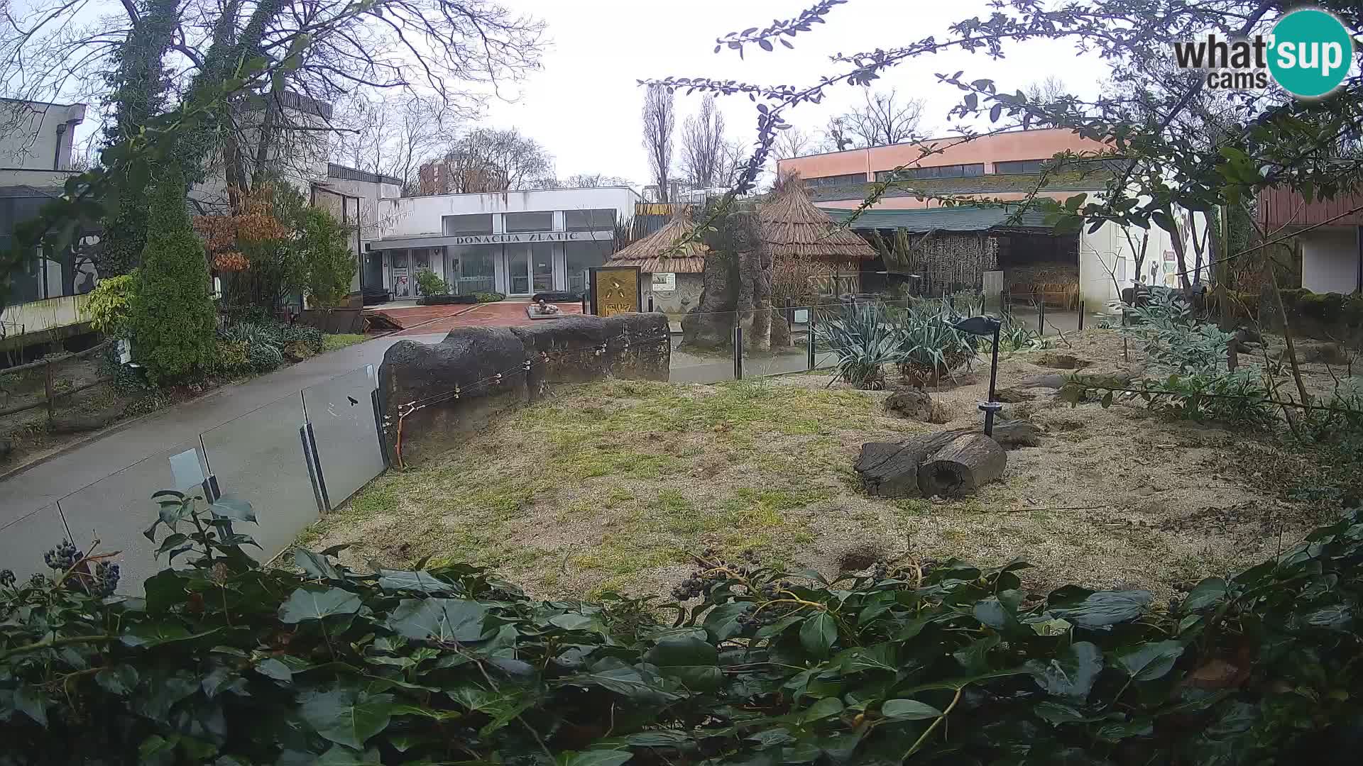 Zoo Zagreb – Erdmännchen