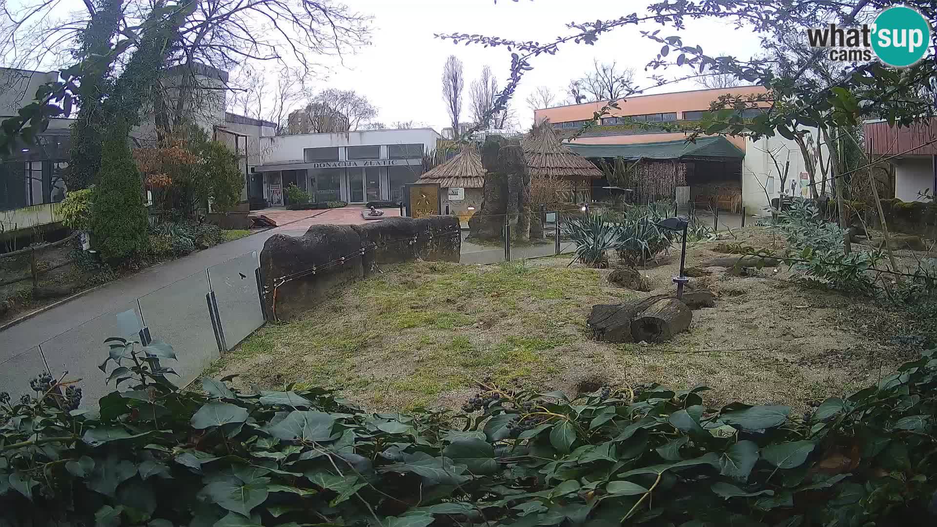 Zoo Zagreb – Meerkat (Suricate)