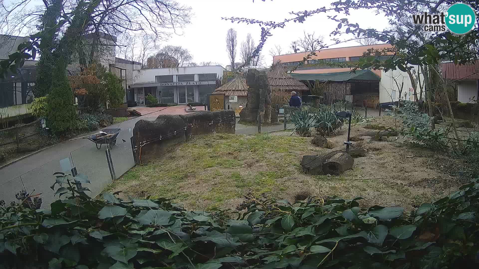 Zoo Zagreb – Meerkat (Suricate)