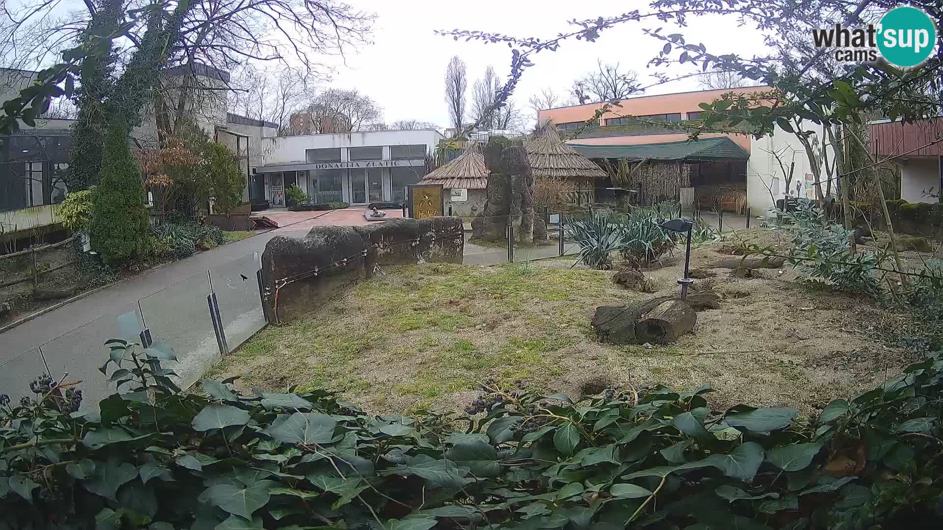 Zoo Zagreb – Meerkat (Suricate)