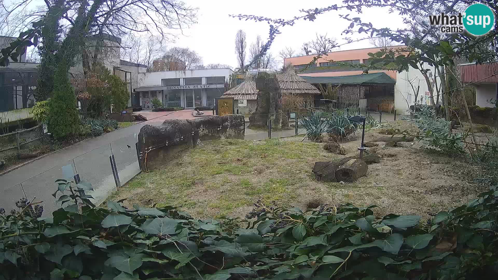 Zoo Zagreb – Suricata