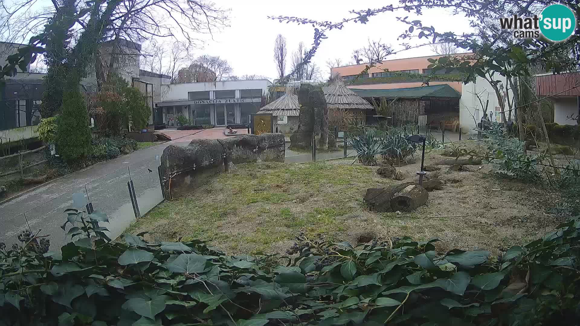 Zoo Zagreb – Meerkat (Suricate)