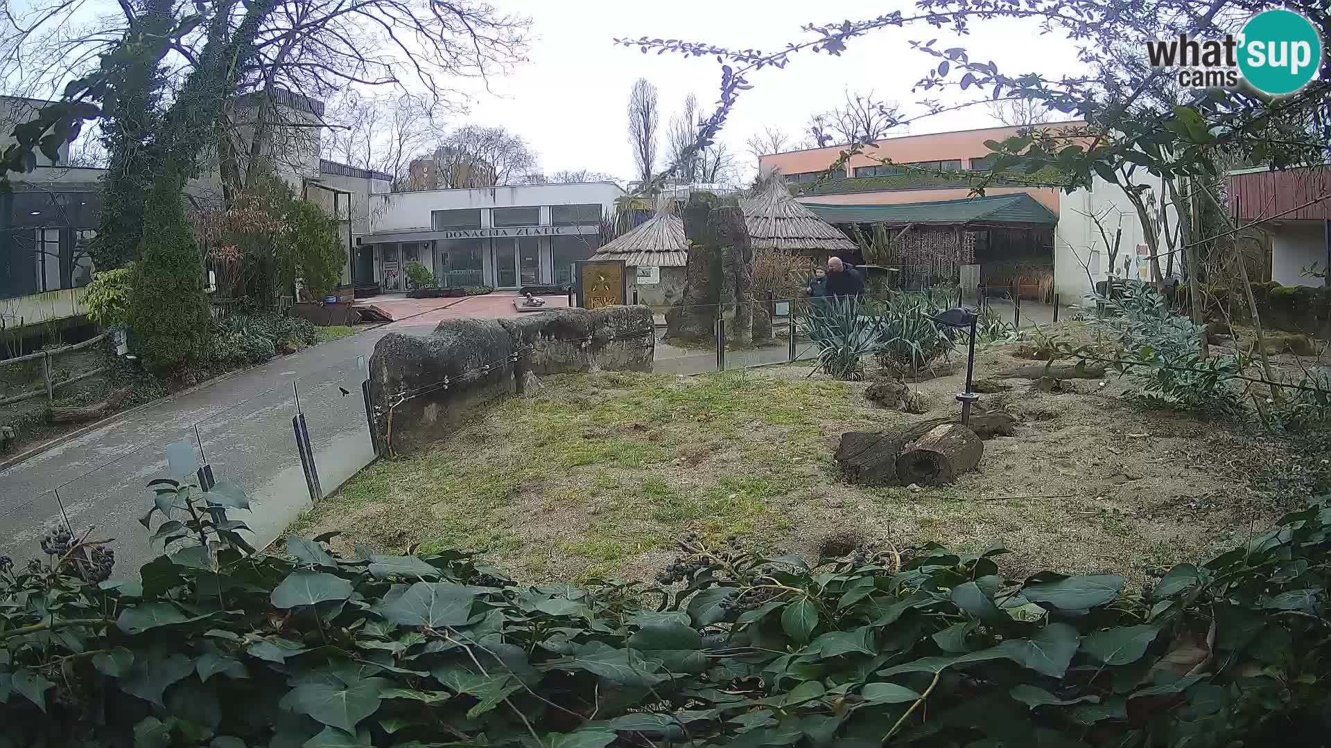 Zoo Zagreb – Meerkat (Suricate)