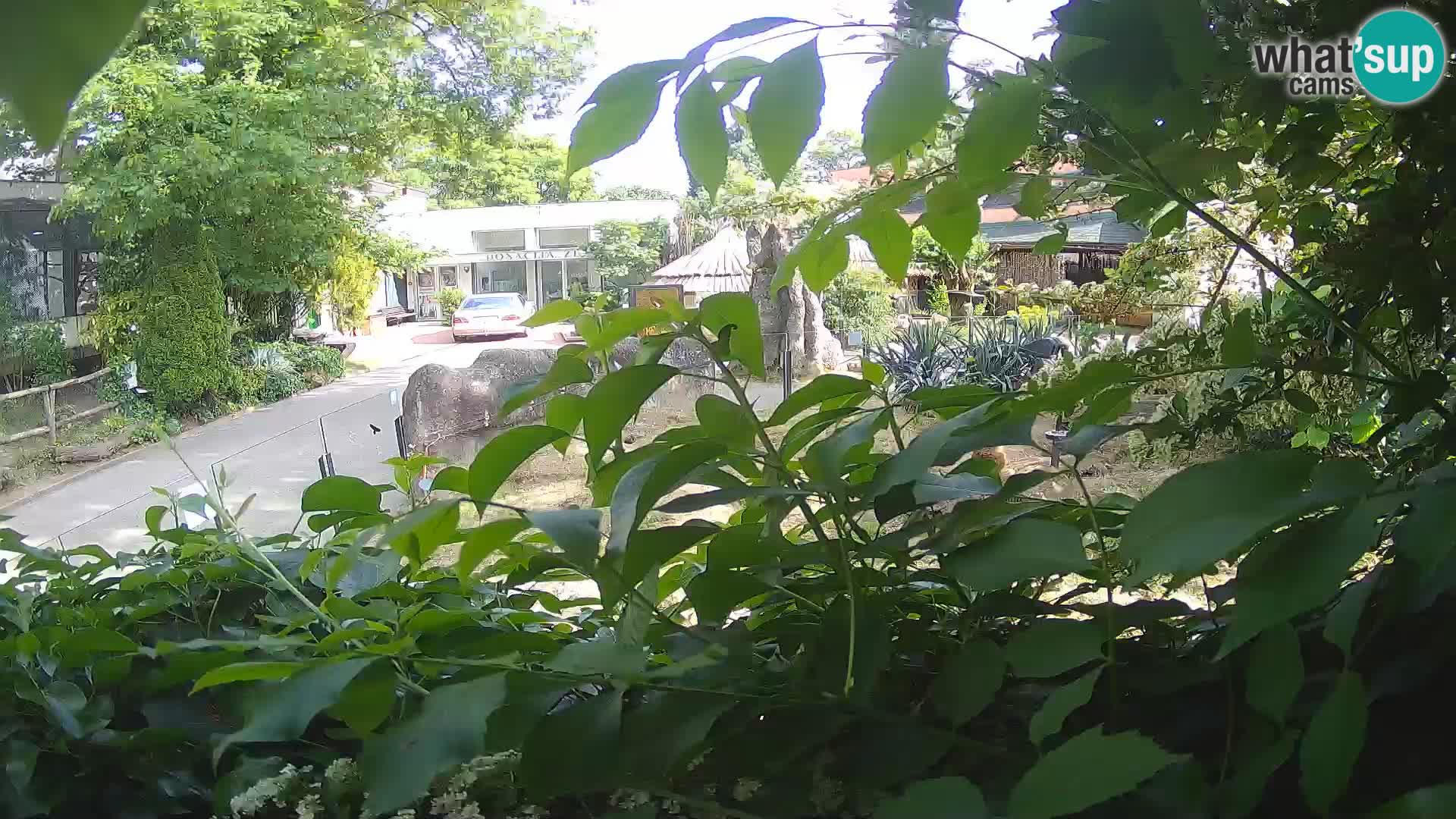 Zoo Zagreb – Merkat