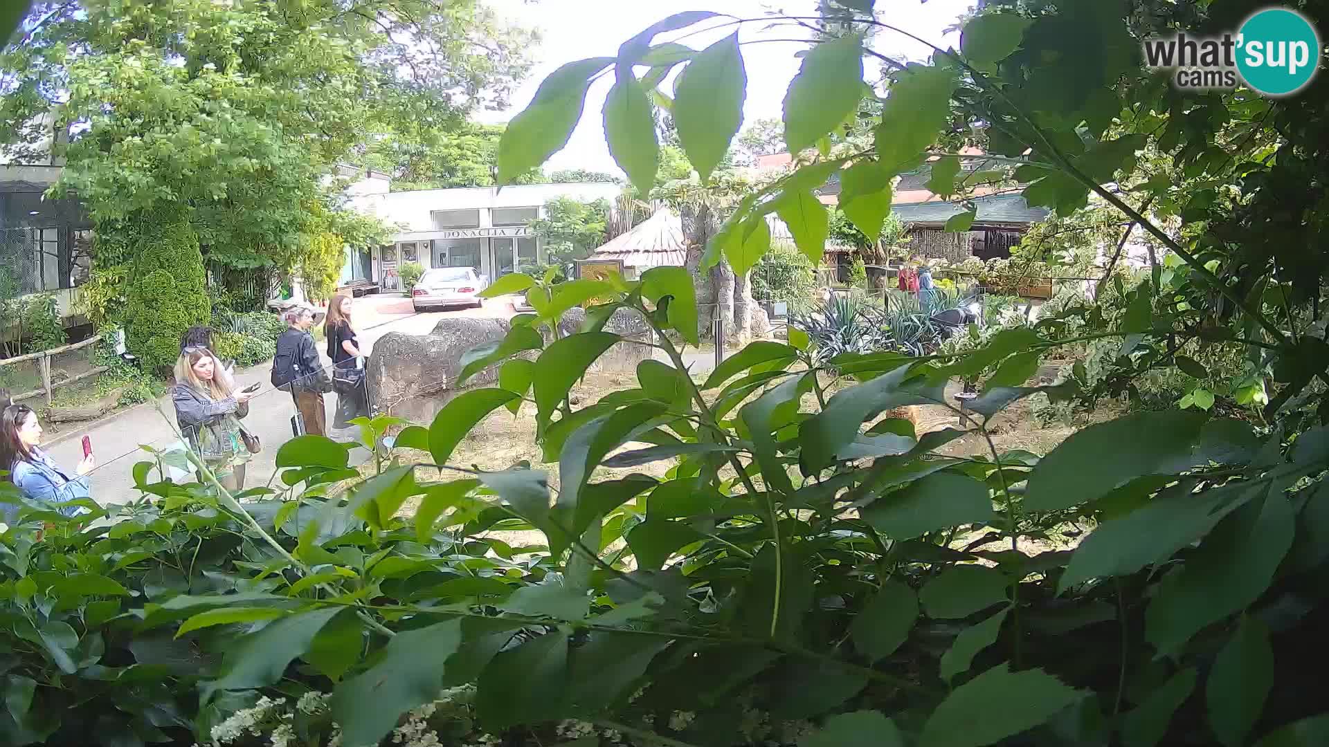 Zoo Zagreb – Suricate