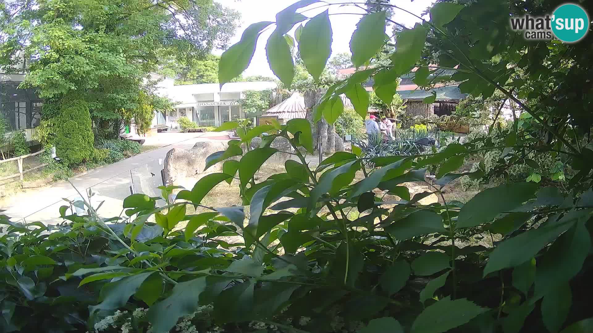 Zoo Zagreb – Merkat