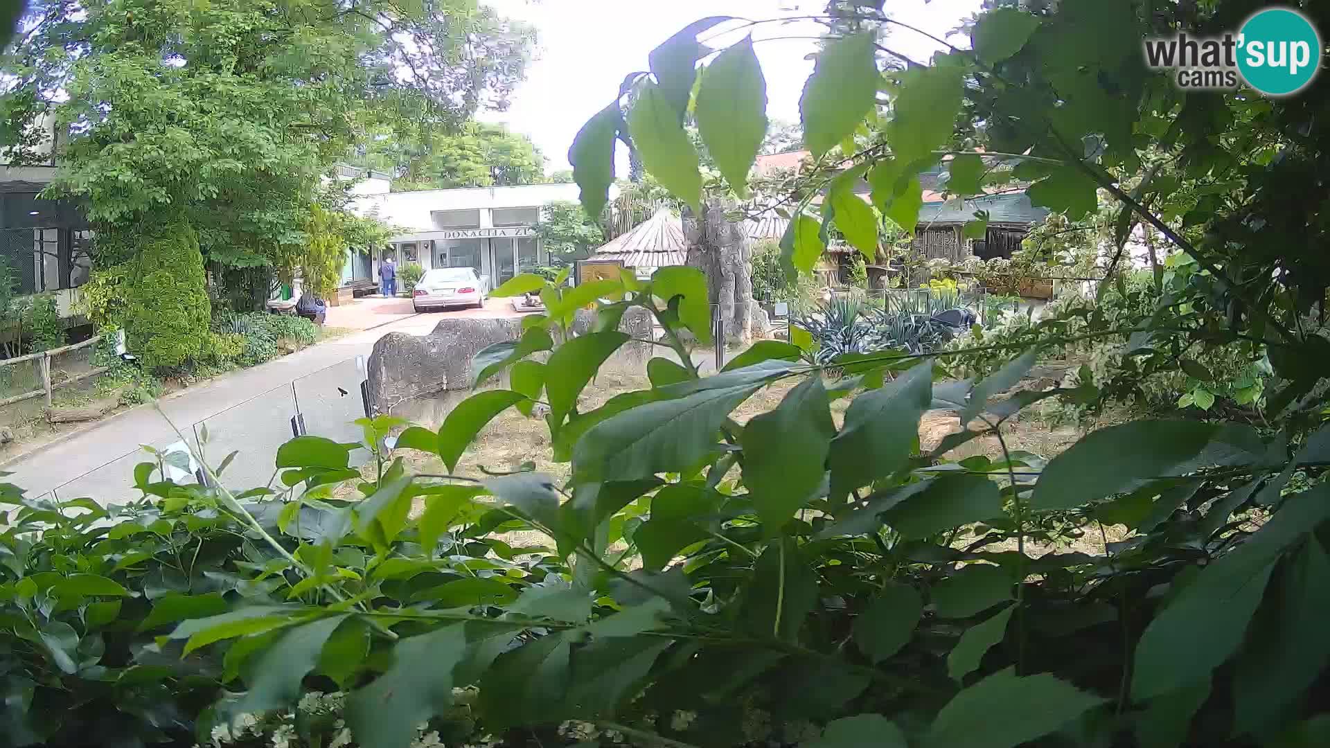 Zoo Zagreb – Suricate