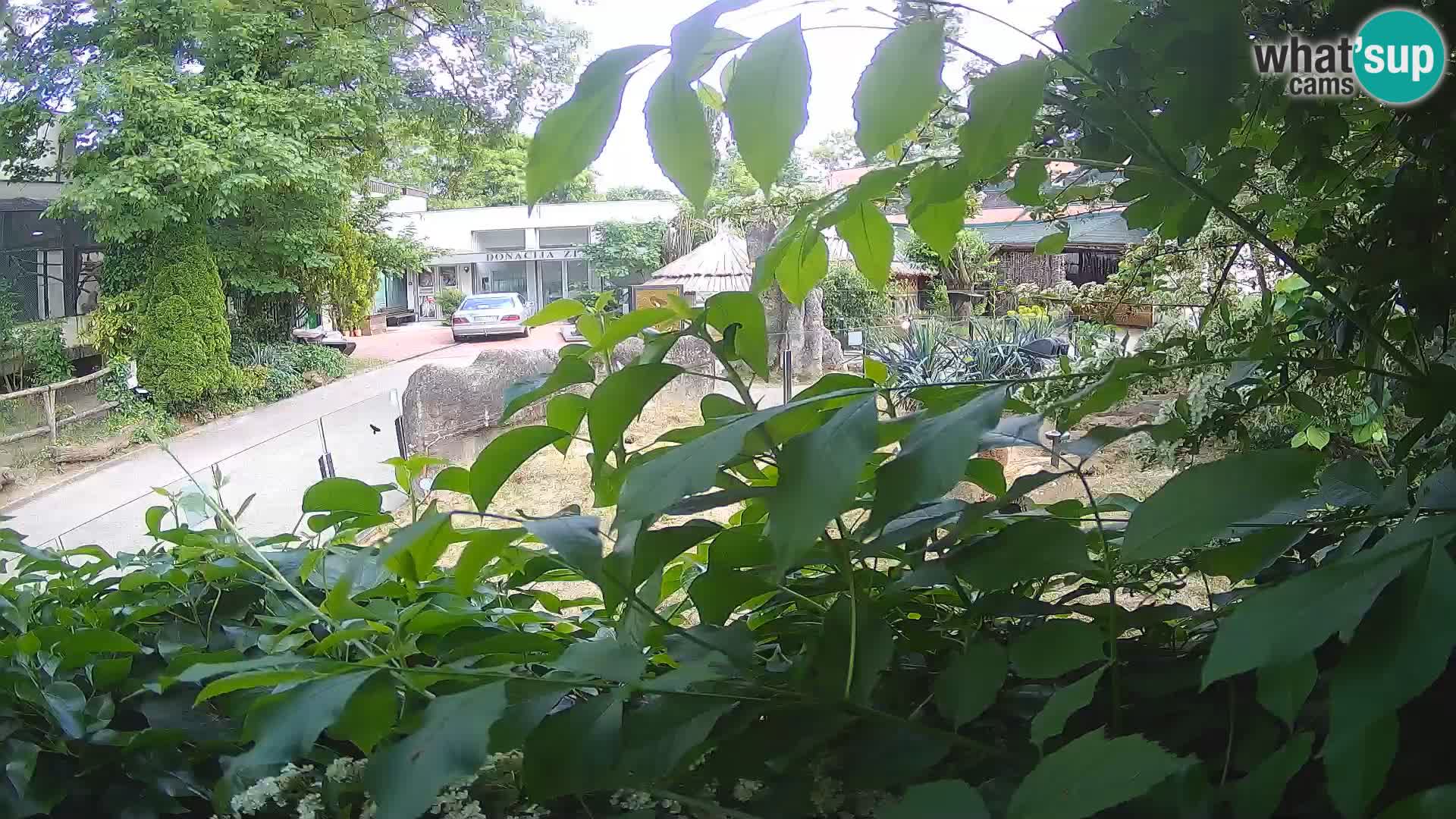 Zoo Zagreb – Merkat