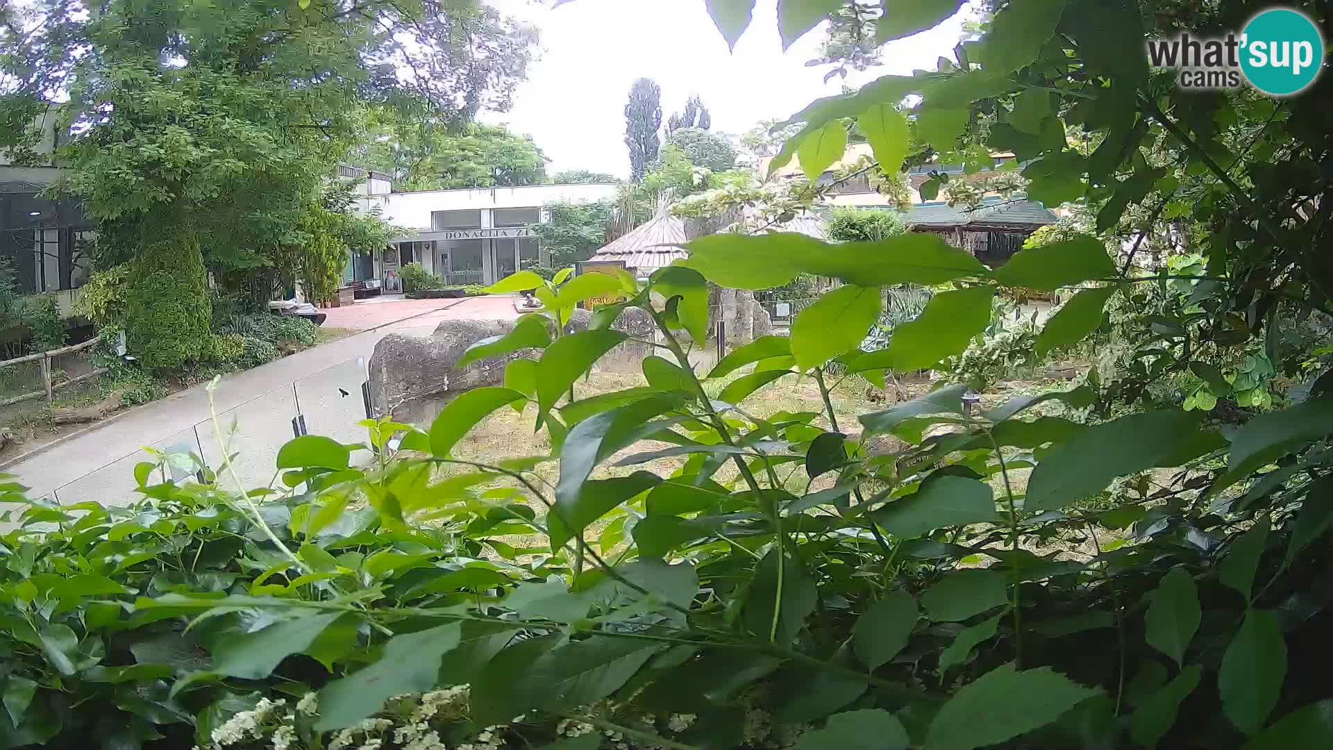Zoo Zagreb – Surikate