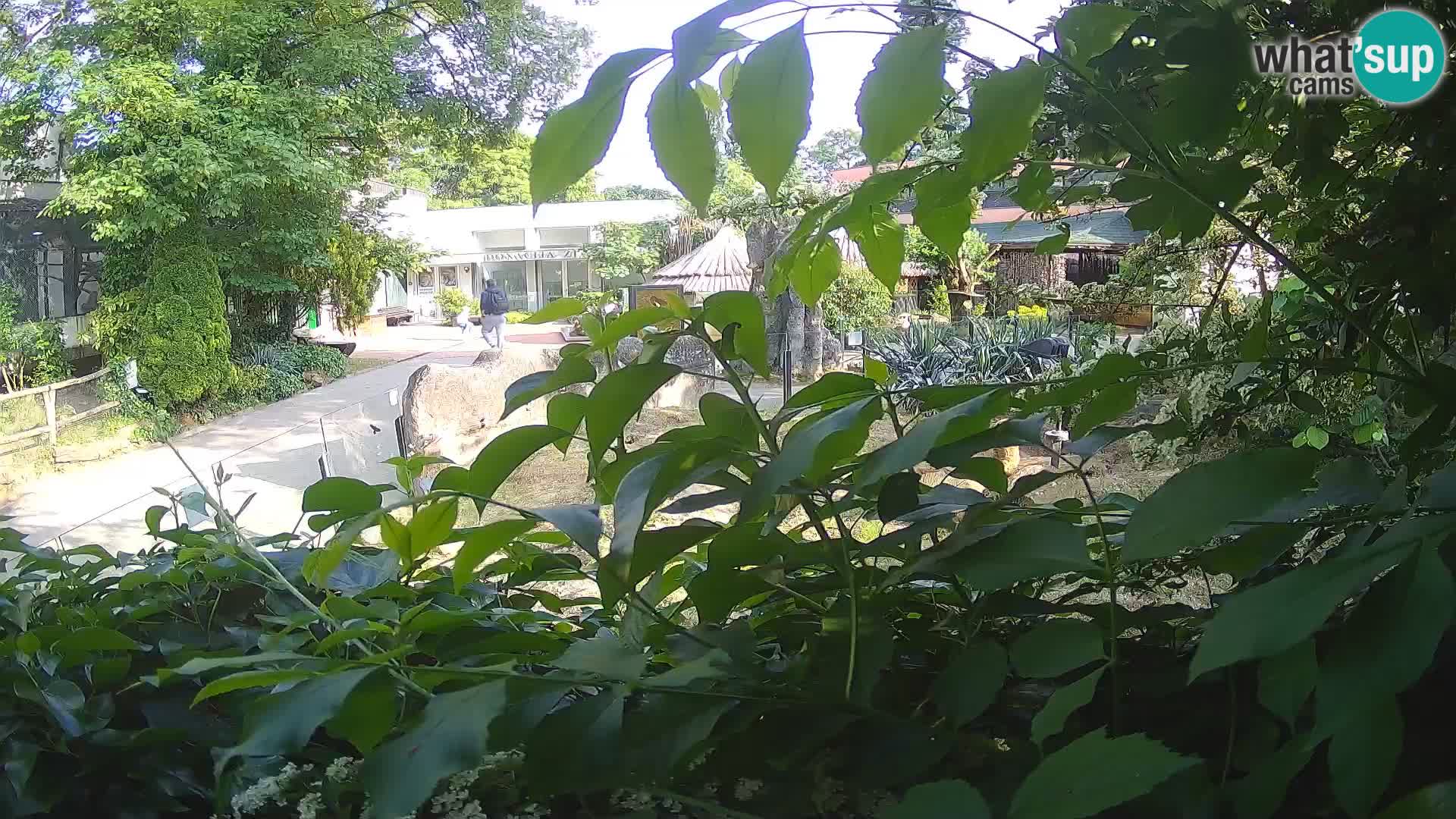Zoo Zagreb – Surikate