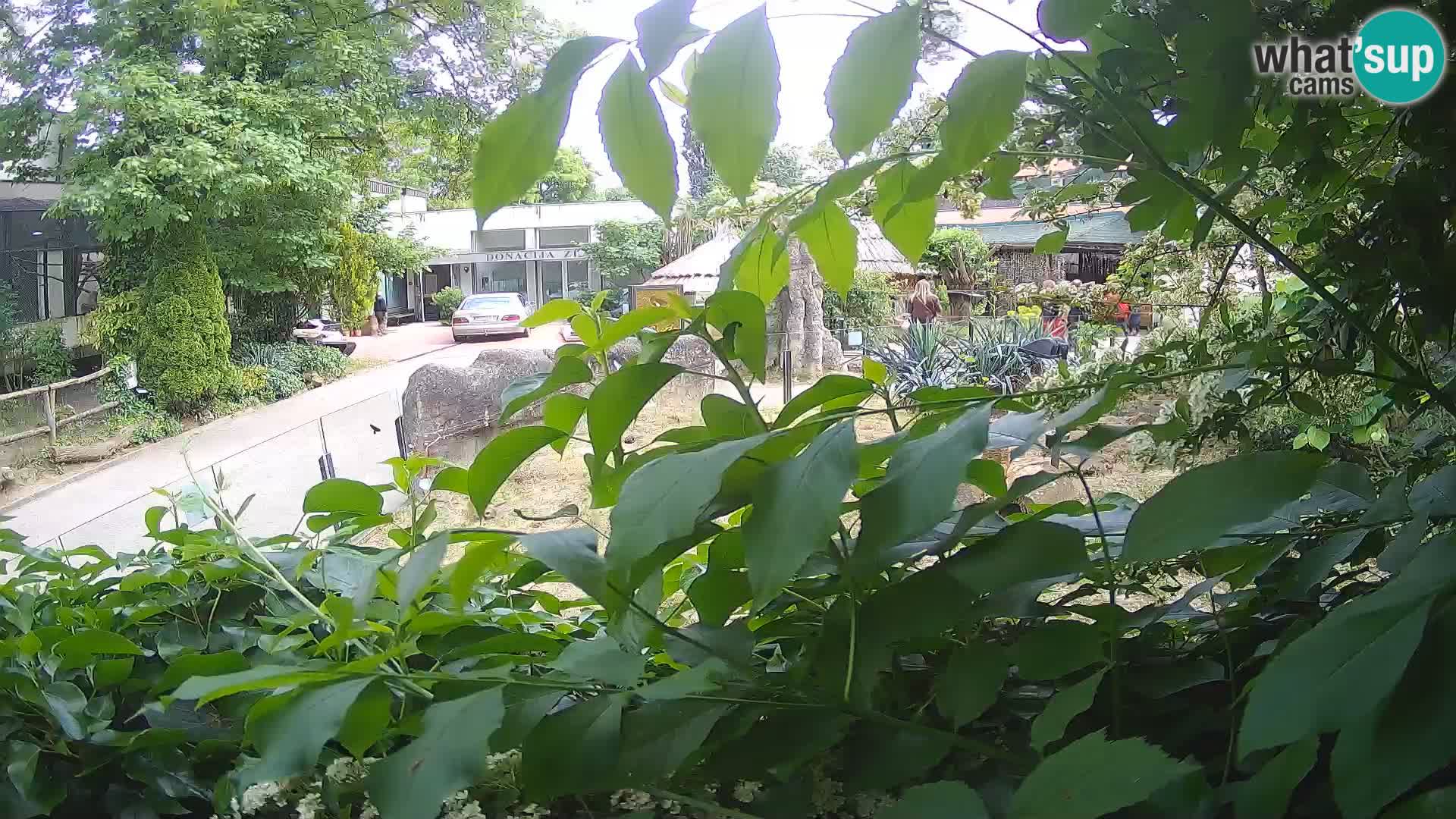 Zoo Zagreb – Merkat