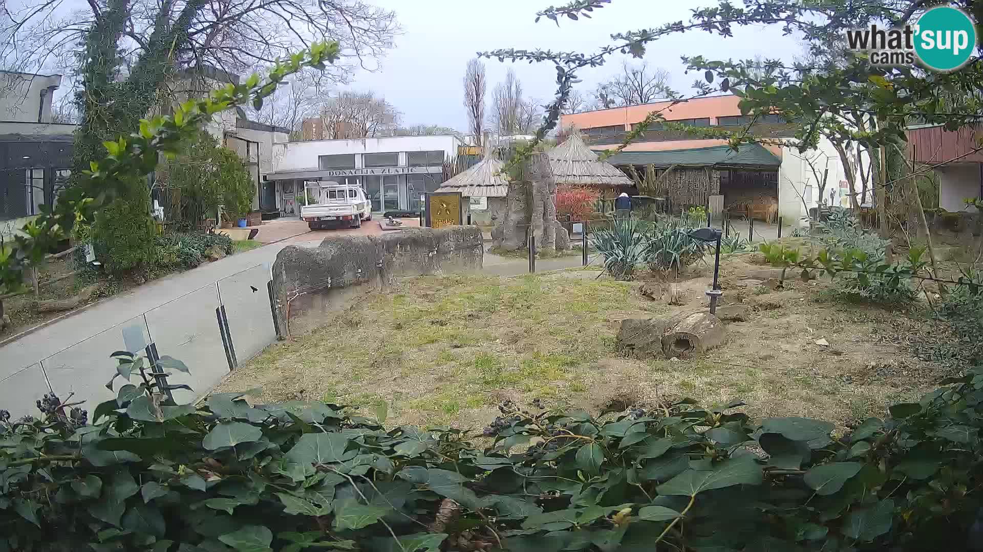 Zoo Zagreb – Suricata