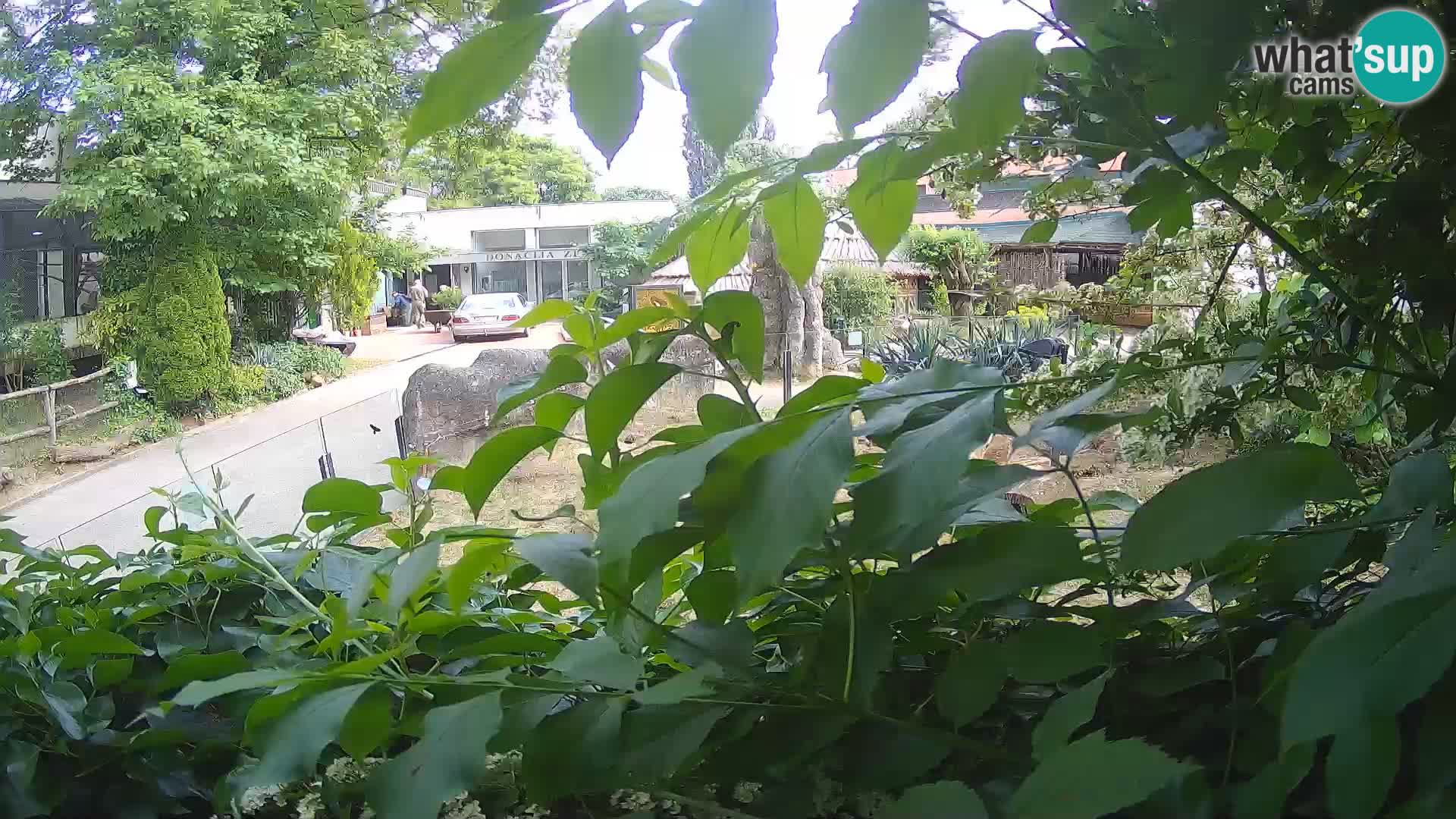 Zoo Zagreb – Merkat