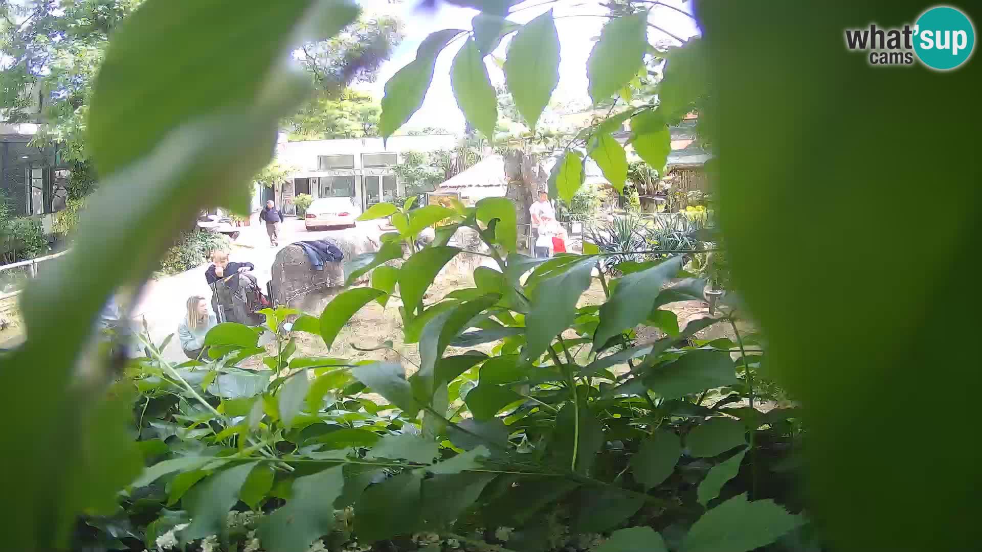 Zoo Zagreb – Merkat