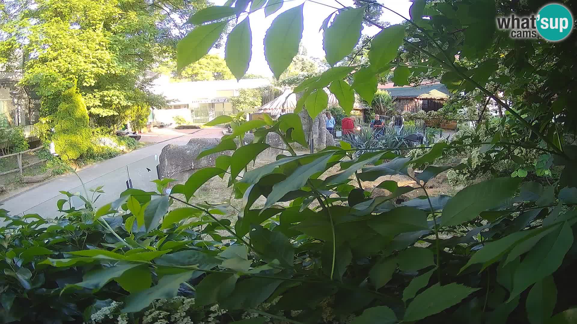 Zoo Zagreb – Meerkat (Suricate)
